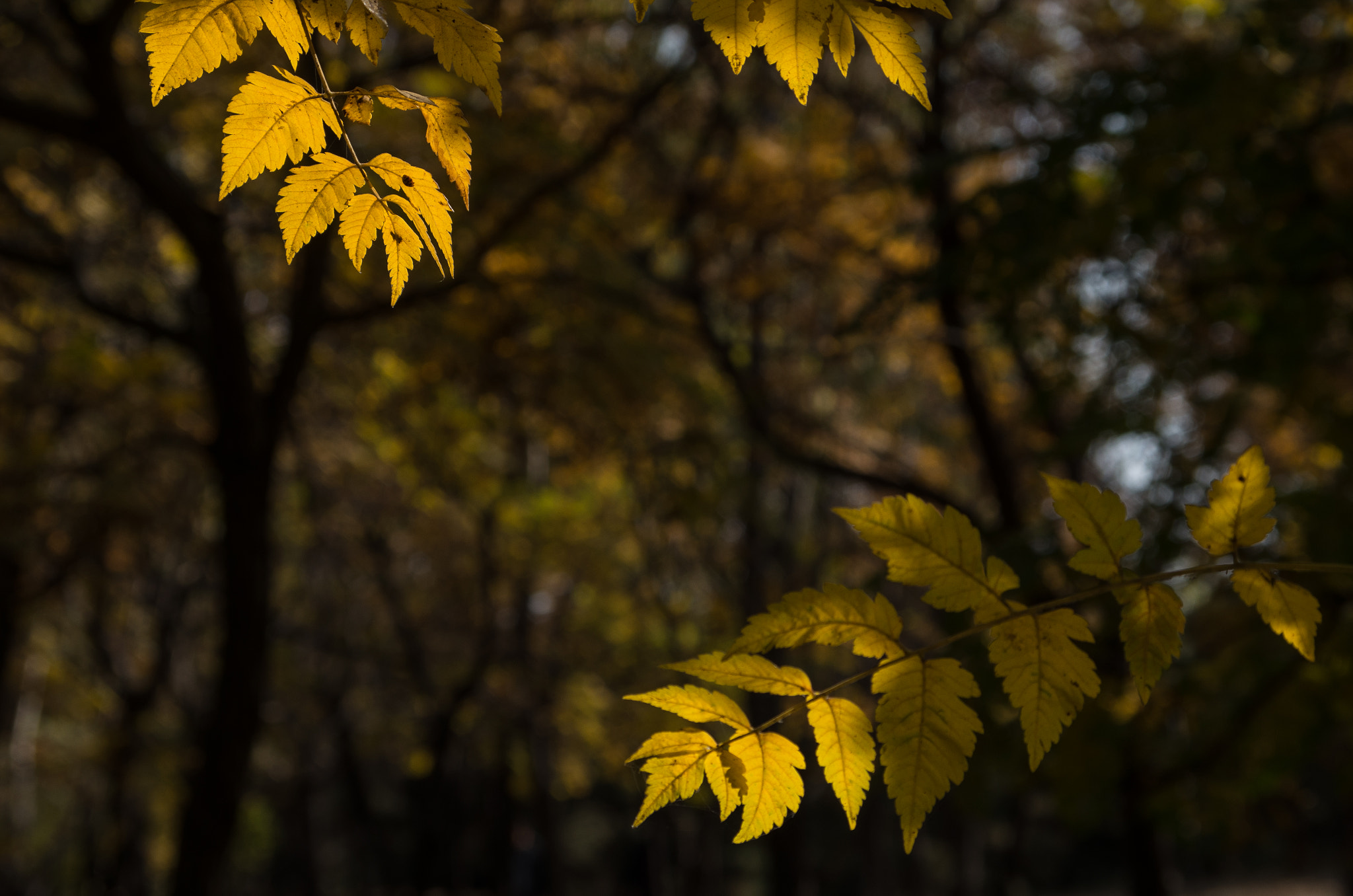 Pentax K-30 sample photo. Autumn leaf photography