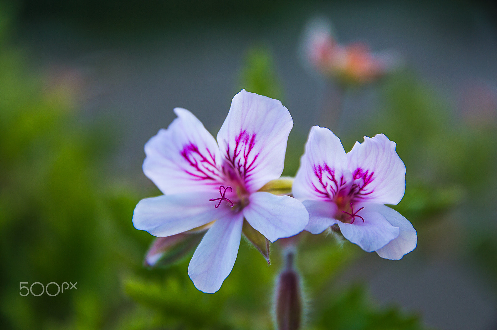 Sigma 17-70mm F2.8-4 DC Macro OS HSM | C sample photo. Pelargonium citrosum photography