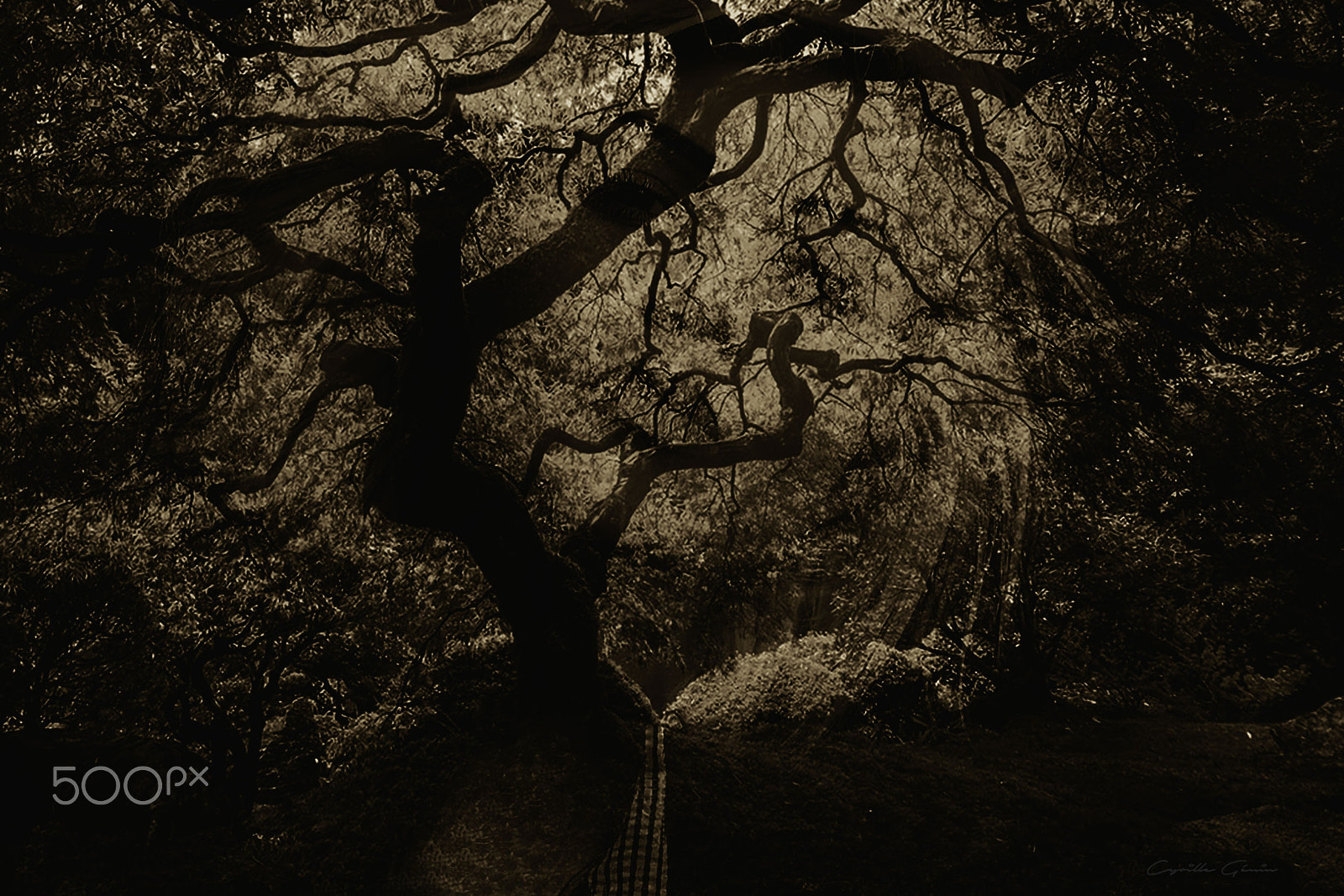Canon EF 28-80mm f/3.5-5.6 sample photo. Arbre photography