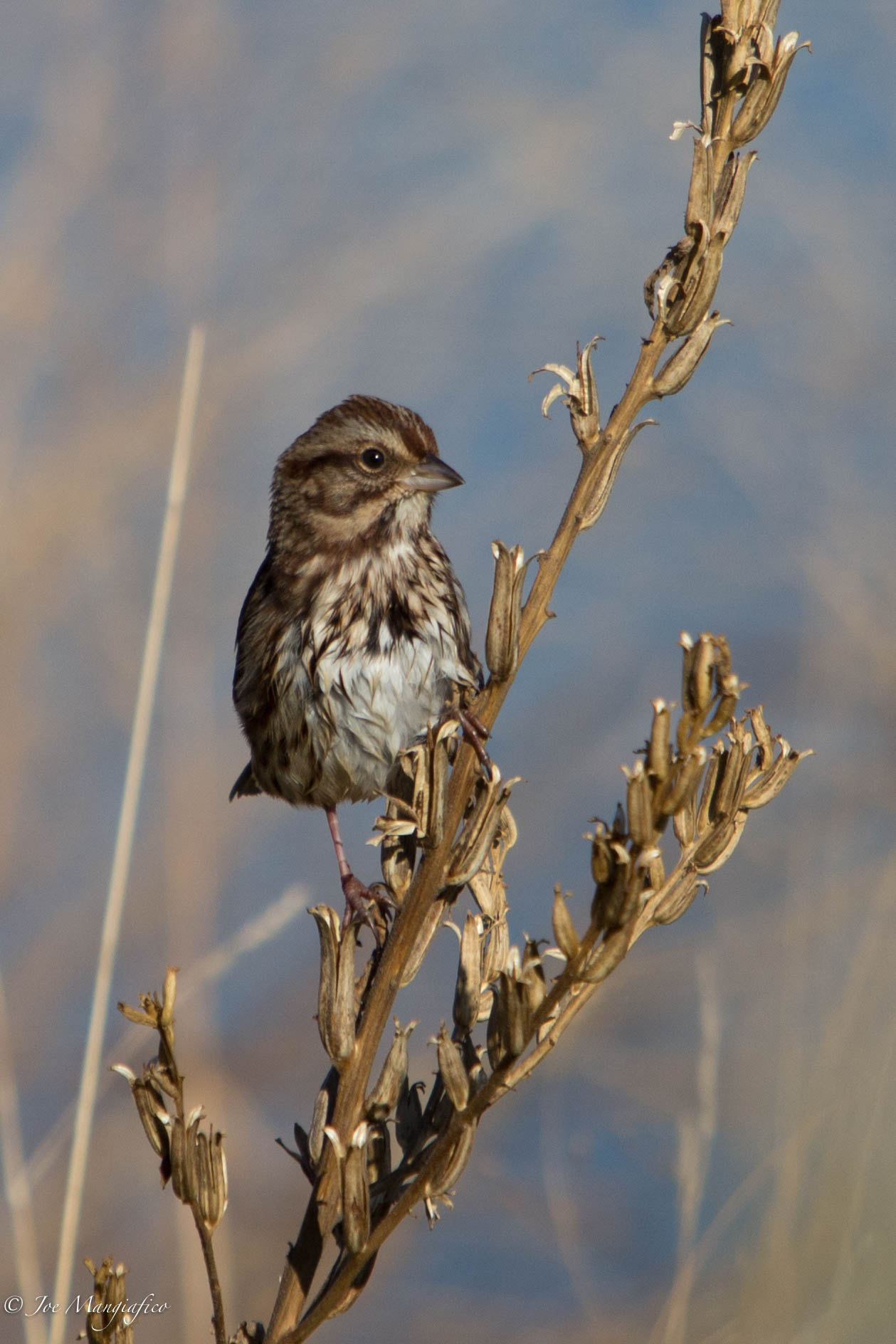 Canon EOS 6D + Canon EF 70-200mm F2.8L USM sample photo. Sparrow chillin photography