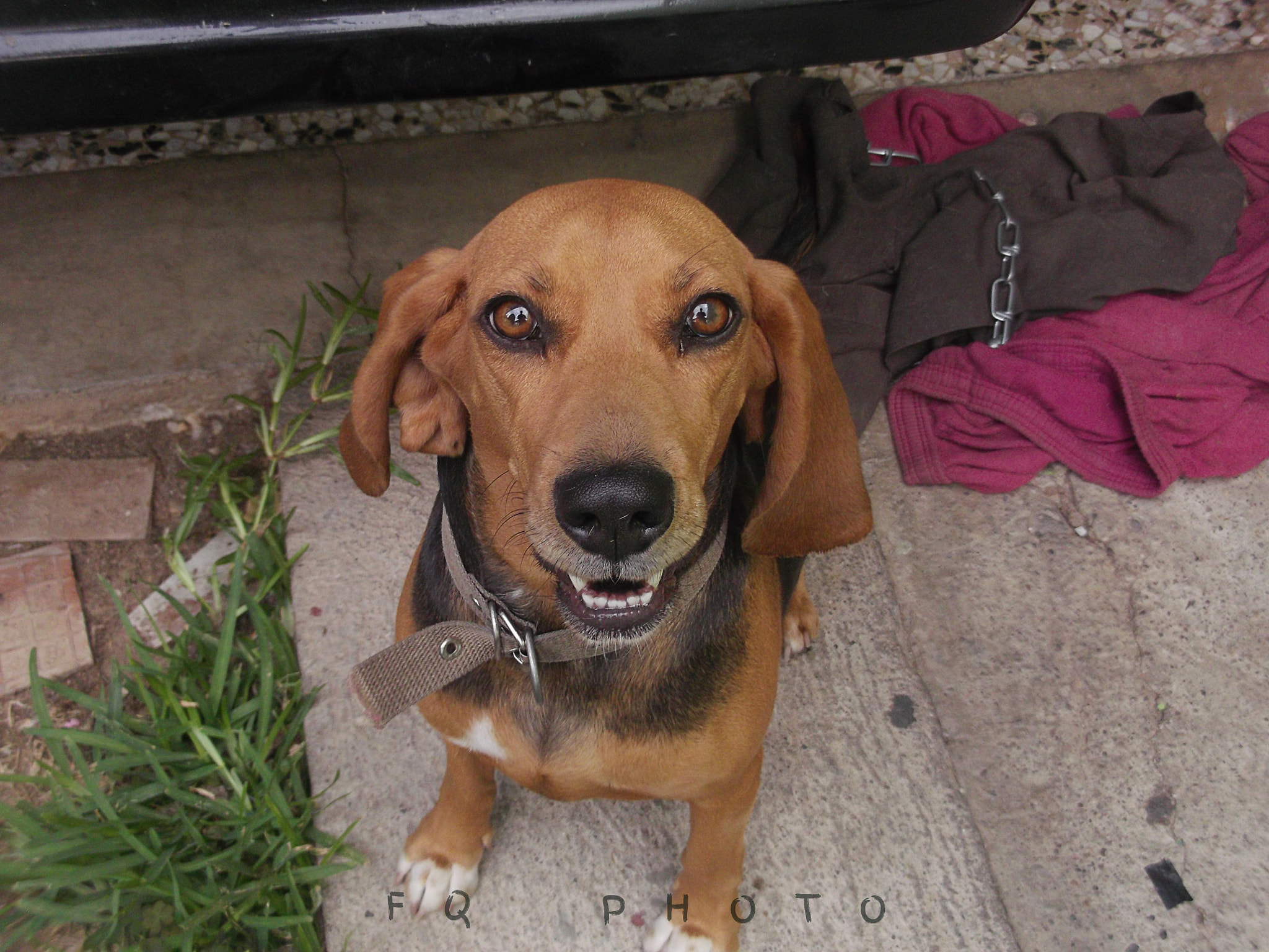 Fujifilm FinePix JV500 sample photo. Beagle photography