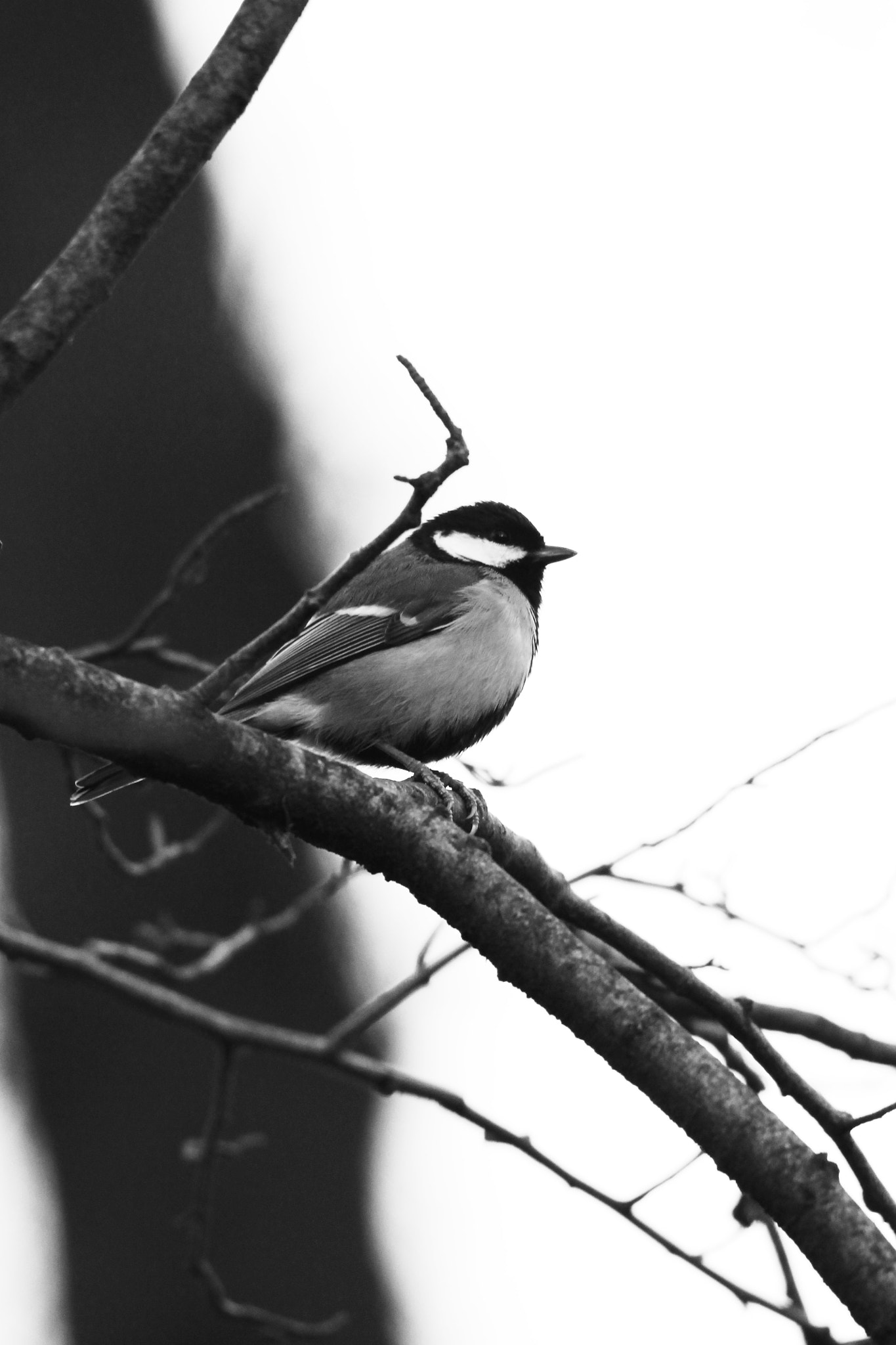 Sigma 150-500mm F5-6.3 DG OS HSM sample photo. Birdy the bird photography