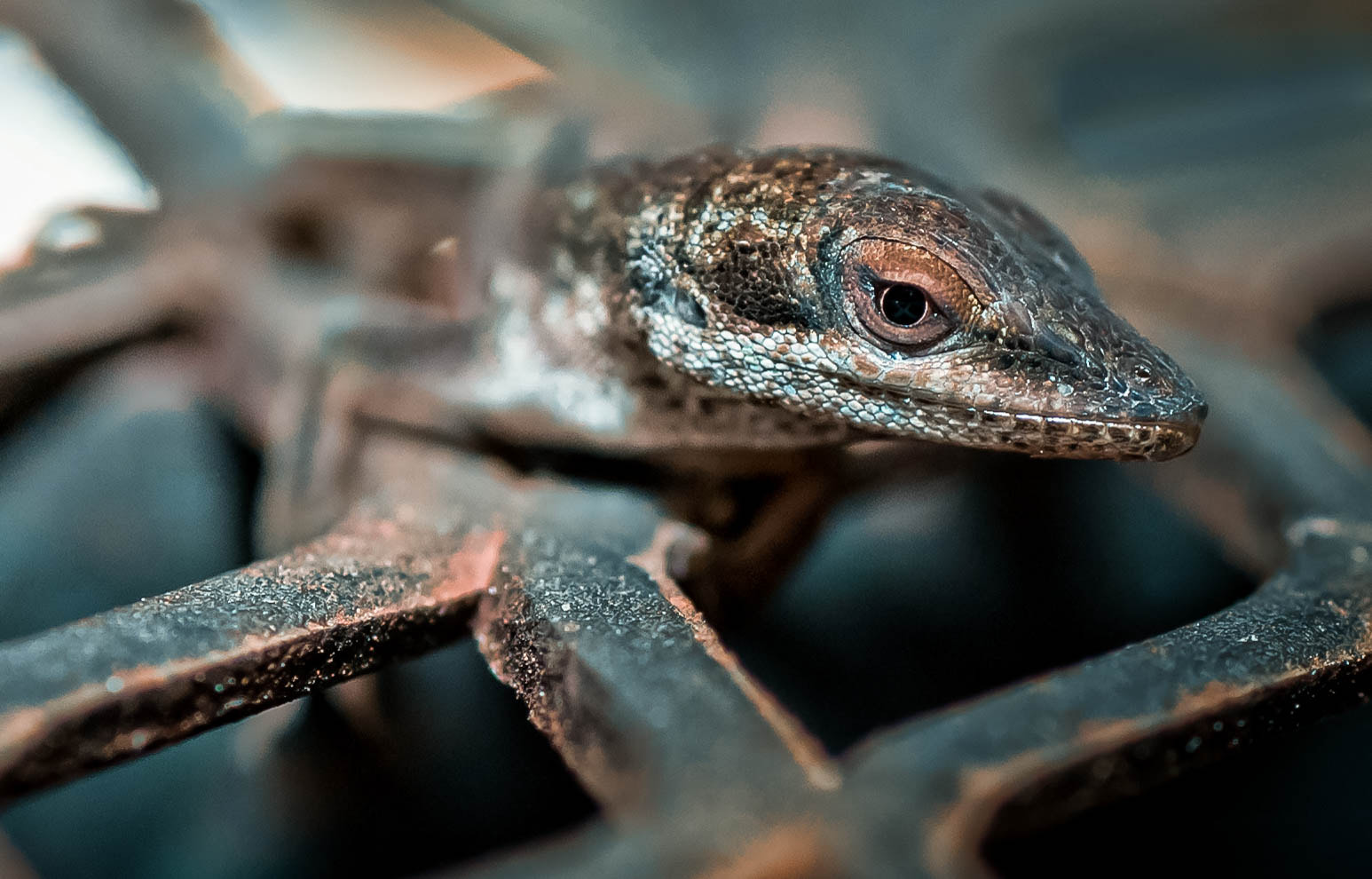 Sony Alpha DSLR-A900 + Tamron SP AF 90mm F2.8 Di Macro sample photo. Lizard photography