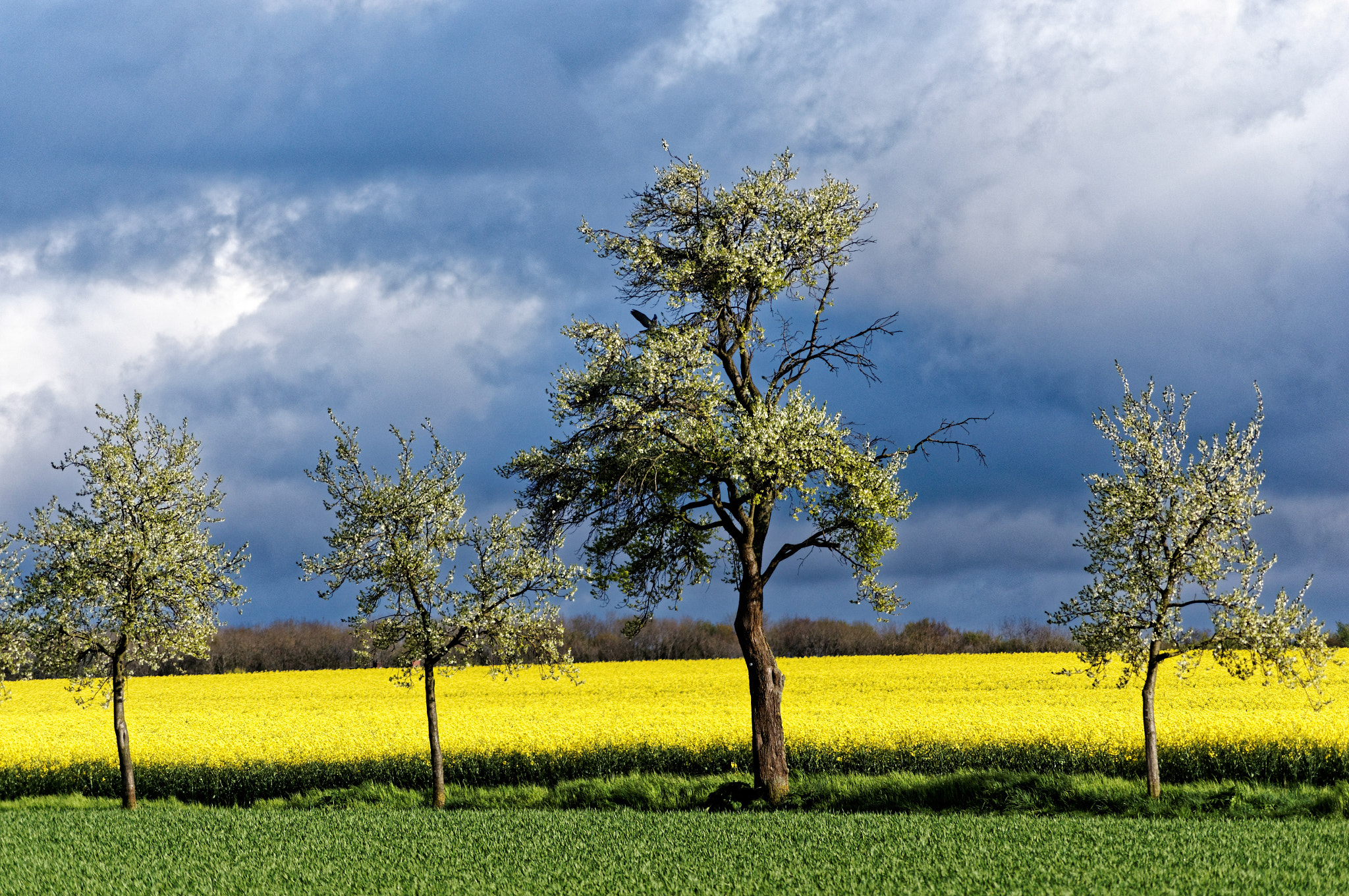 Sony Alpha DSLR-A580 sample photo. Green/yellow/blue photography