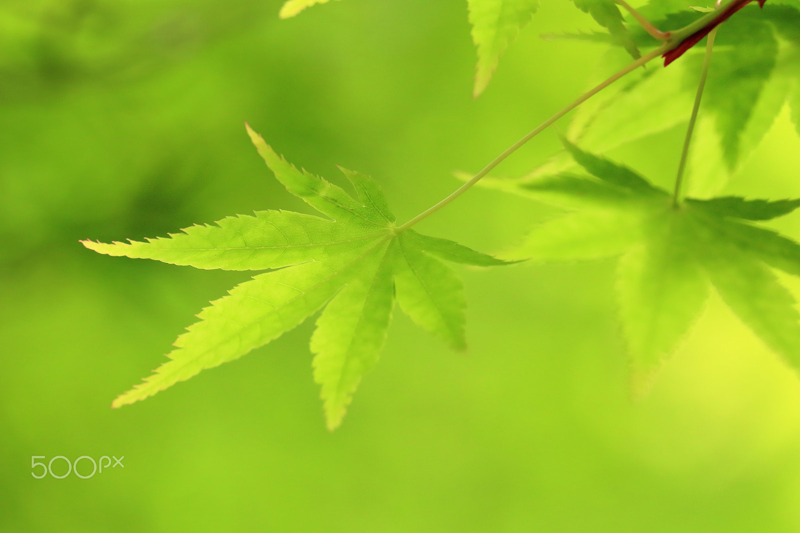 Canon EOS 100D (EOS Rebel SL1 / EOS Kiss X7) sample photo. Green maple leaf photography