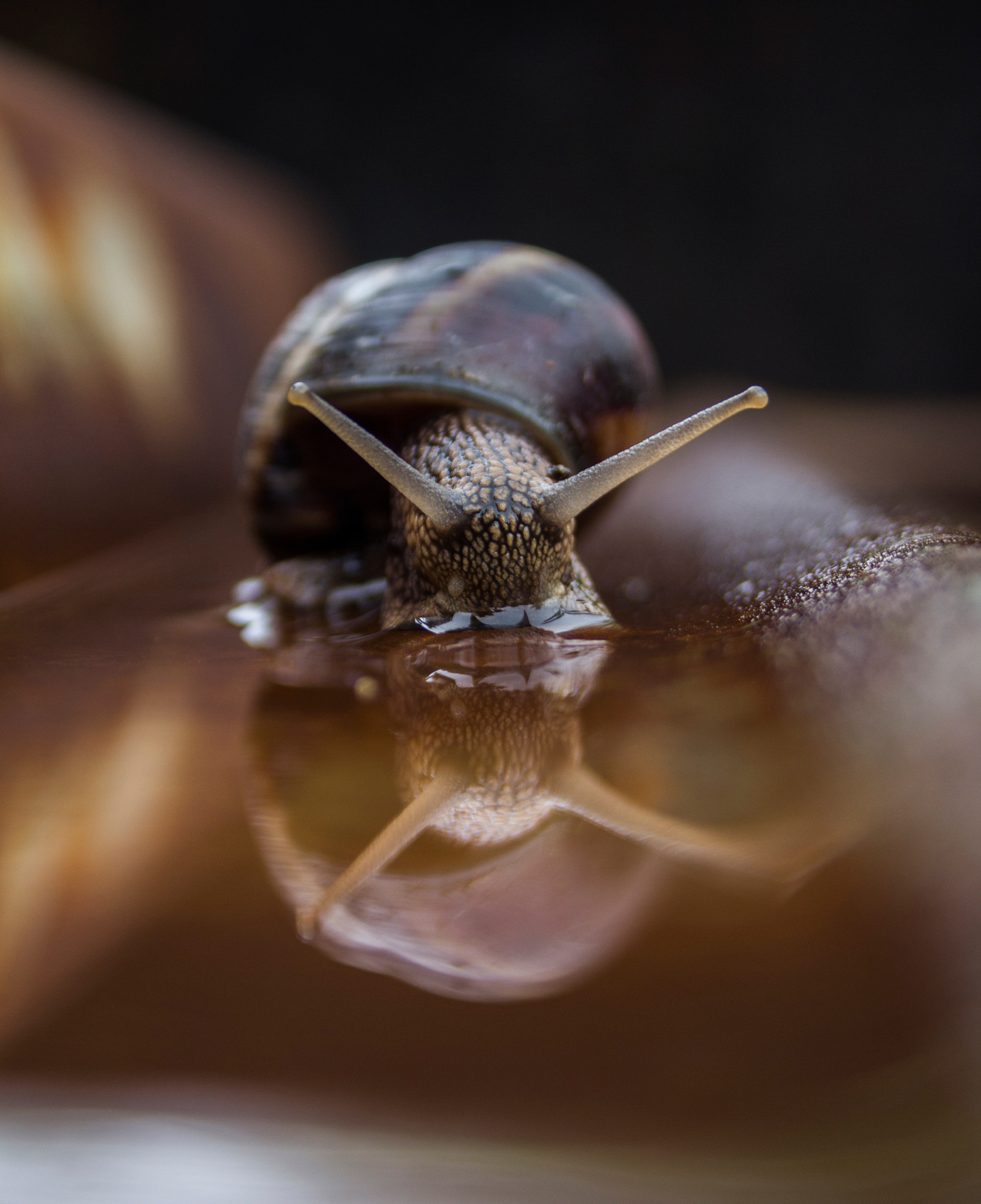 Canon EF-S 18-55mm F3.5-5.6 sample photo. Snail and reflection 2 photography