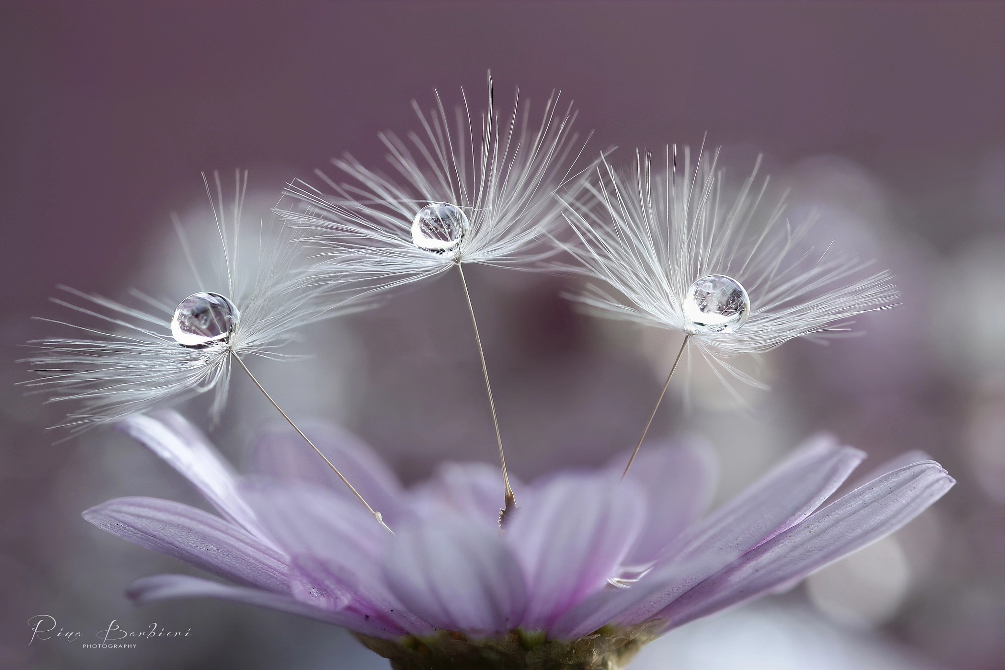 Sigma 105mm F2.8 EX DG OS HSM sample photo. Dreaming photography
