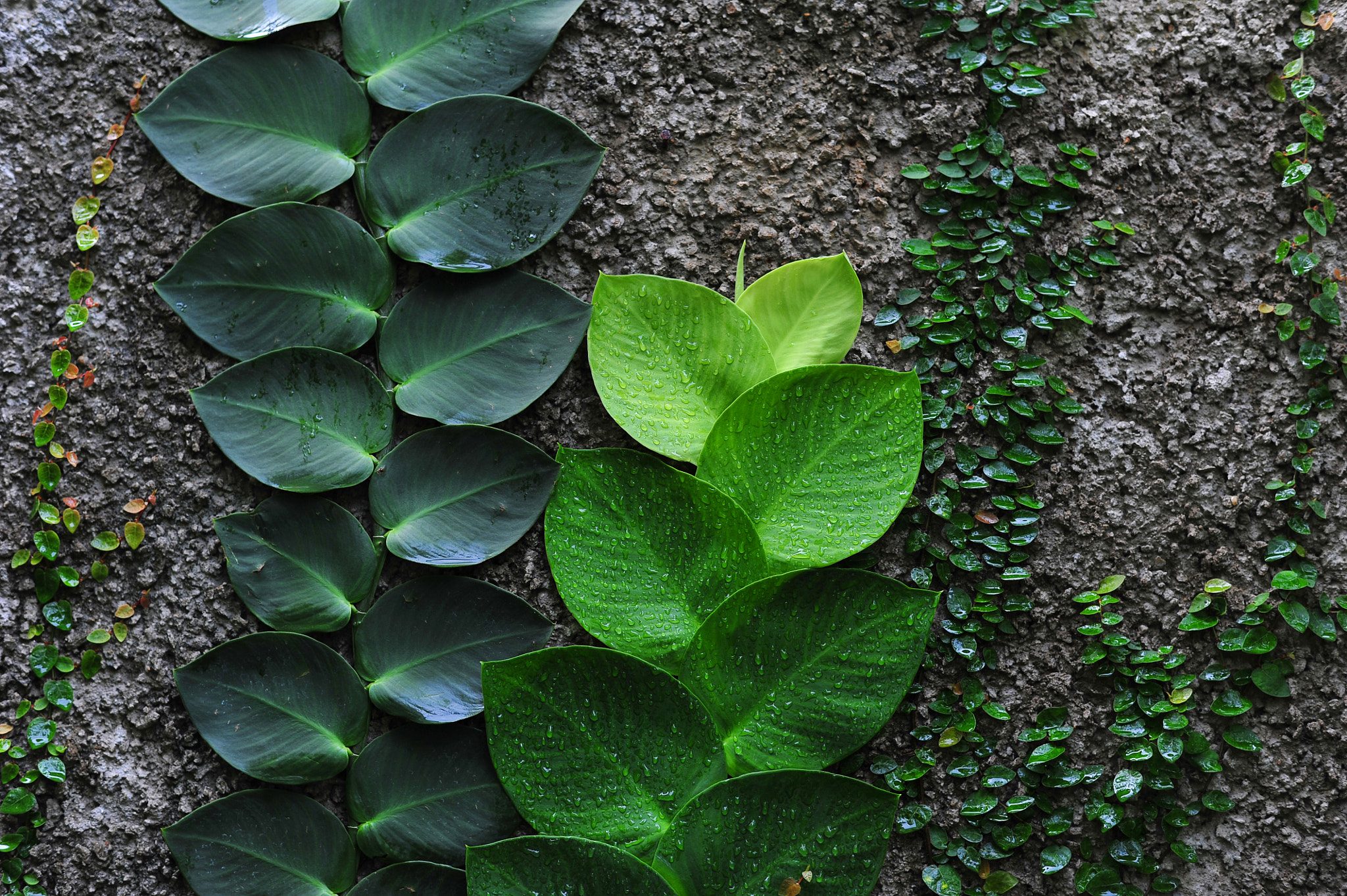 Nikon D700 + Nikon AF-S Nikkor 58mm F1.4G sample photo. Leaves and dew photography