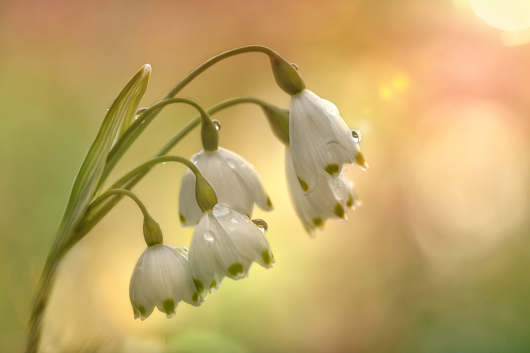 Sony SLT-A77 + 105mm F2.8 sample photo. Springtime photography