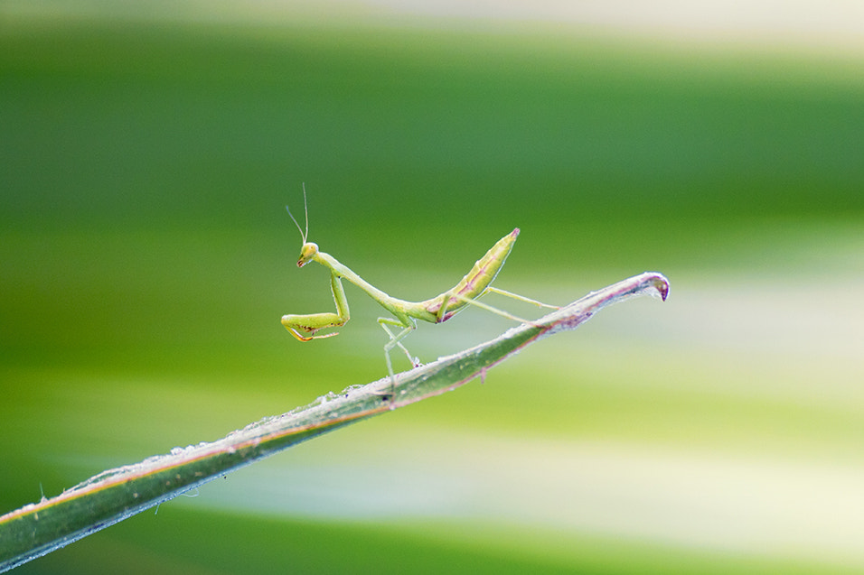 Nikon 1 V3 + VR 70-200mm f/2.8G sample photo. Praying mantis photography