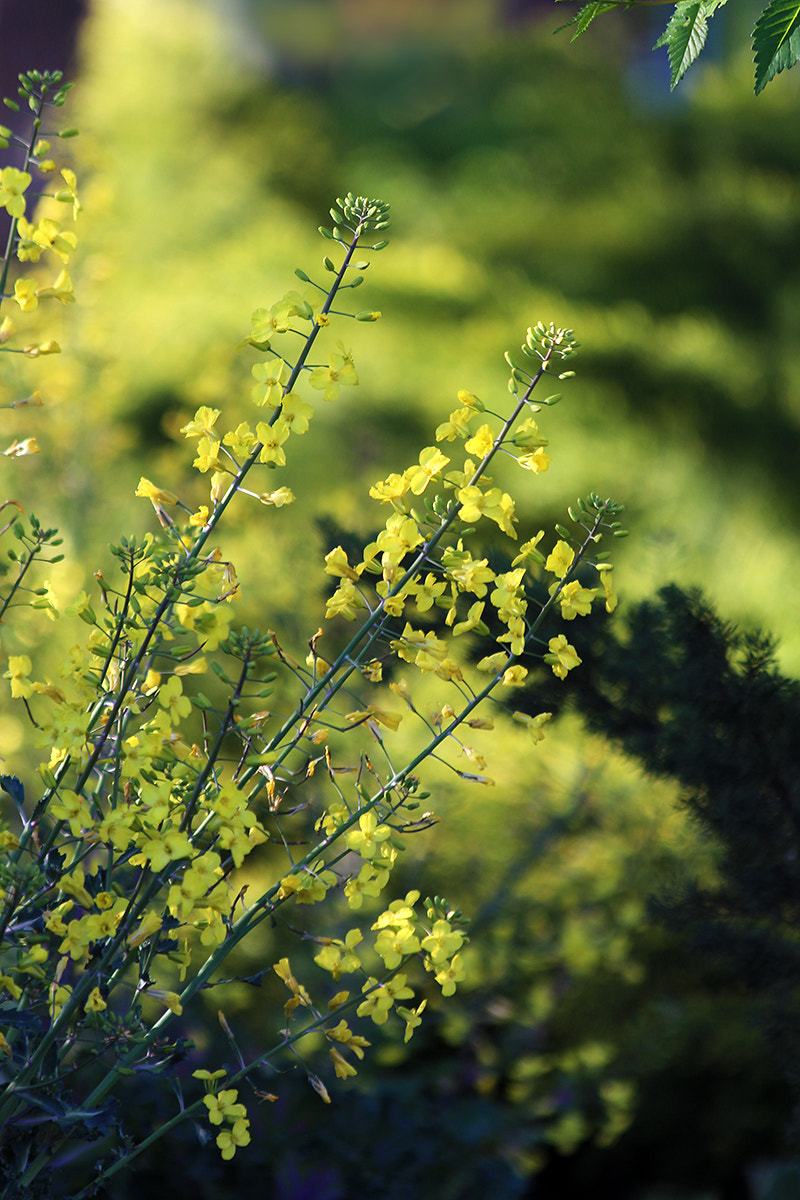 Canon EOS 650D (EOS Rebel T4i / EOS Kiss X6i) sample photo. Yellow spring photography