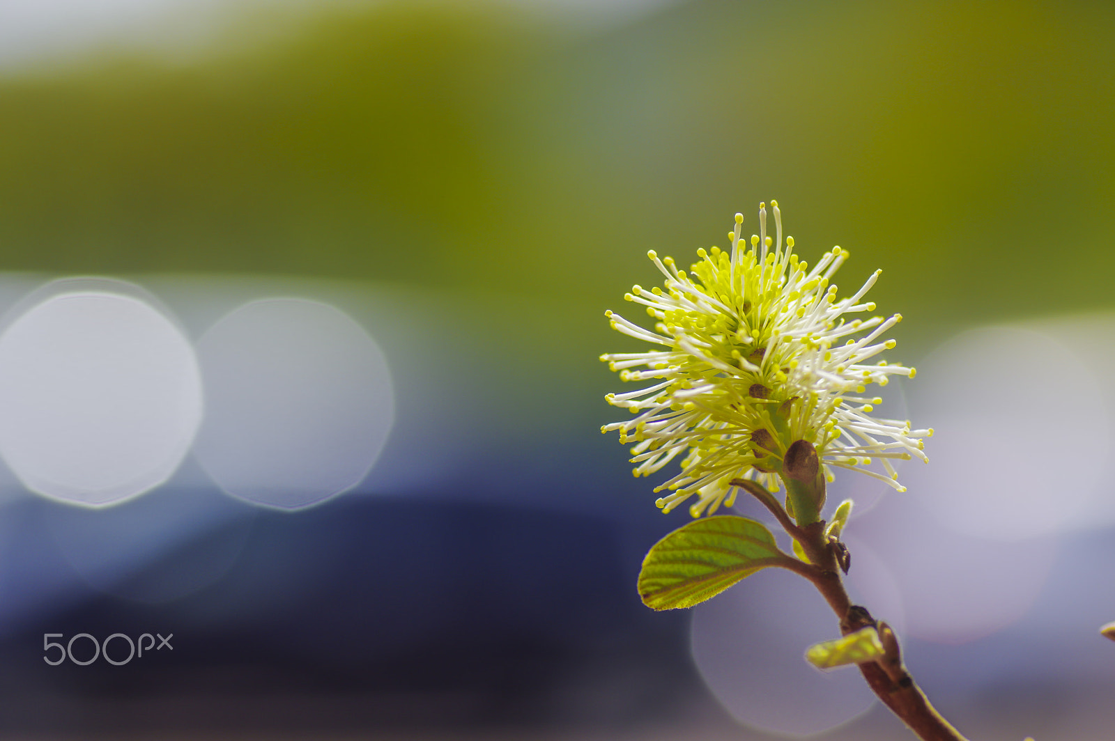 Tamron SP AF 90mm F2.8 Di Macro sample photo. Today's model photography