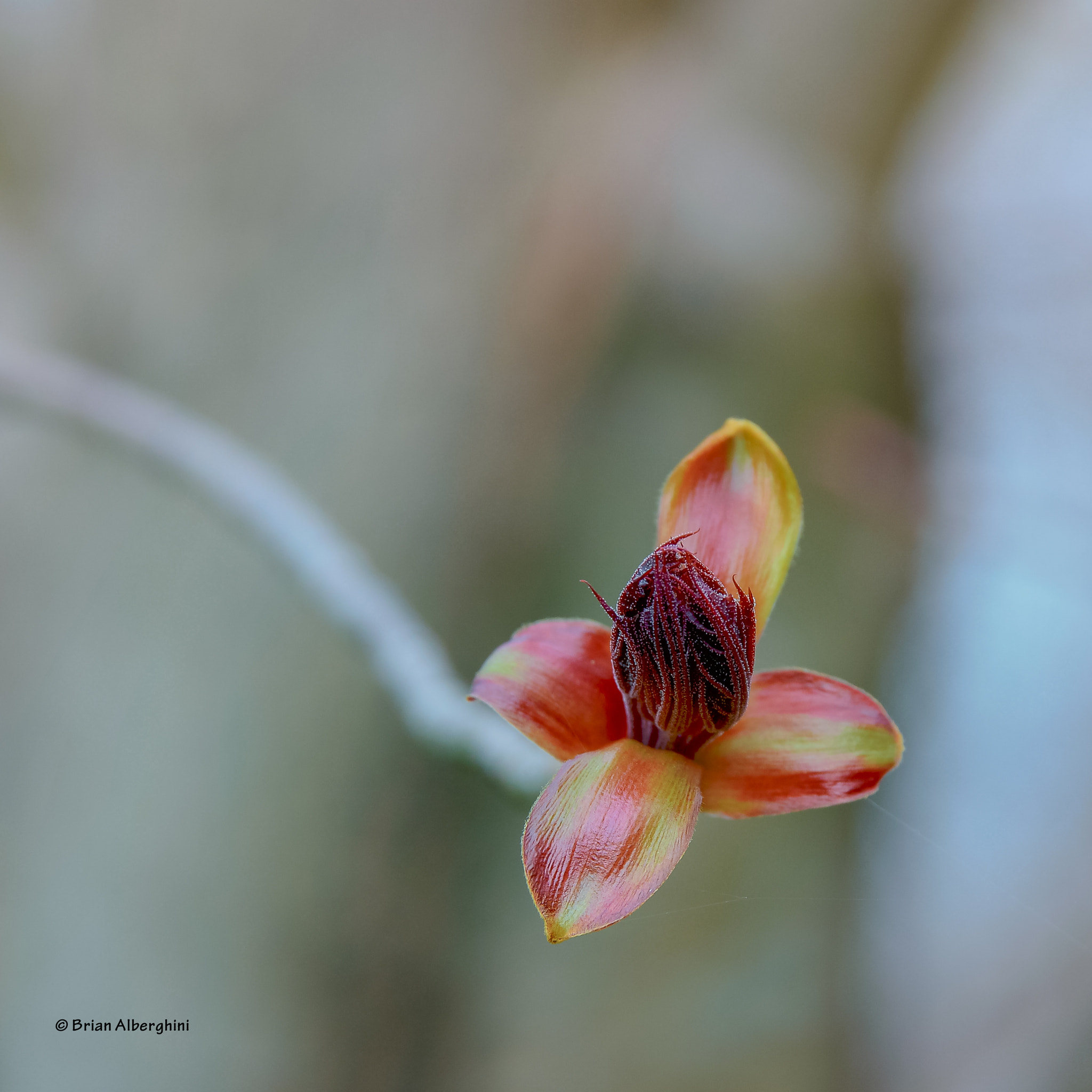 Nikon D7100 + Sigma 24-105mm F4 DG OS HSM Art sample photo. Bud, red maple photography