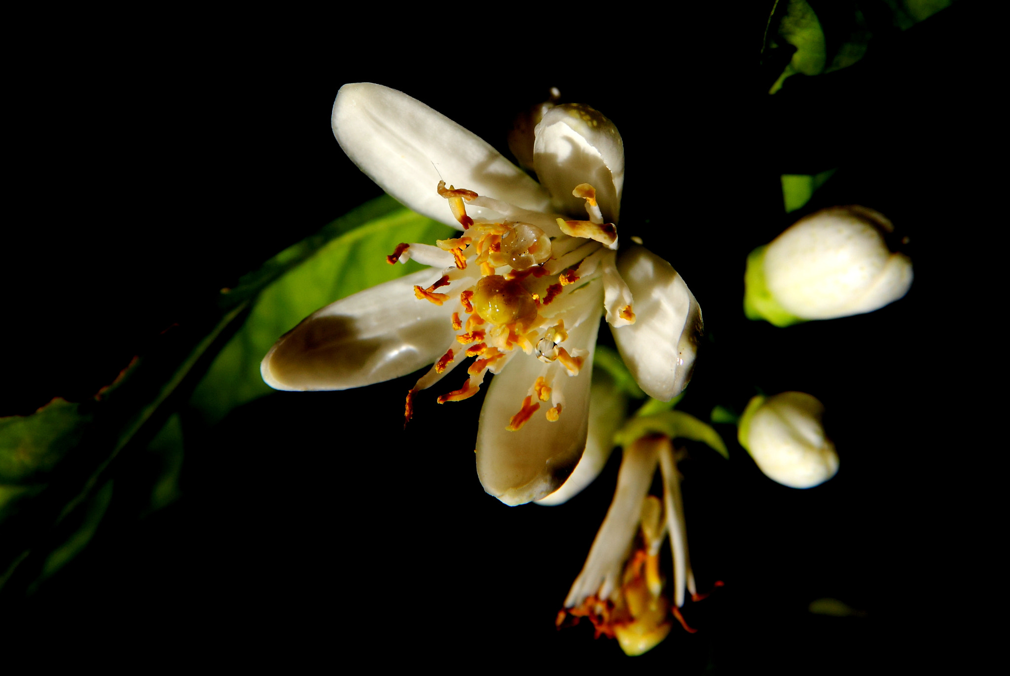 Canon EF-S 18-135mm F3.5-5.6 IS sample photo. Fiore bianco photography