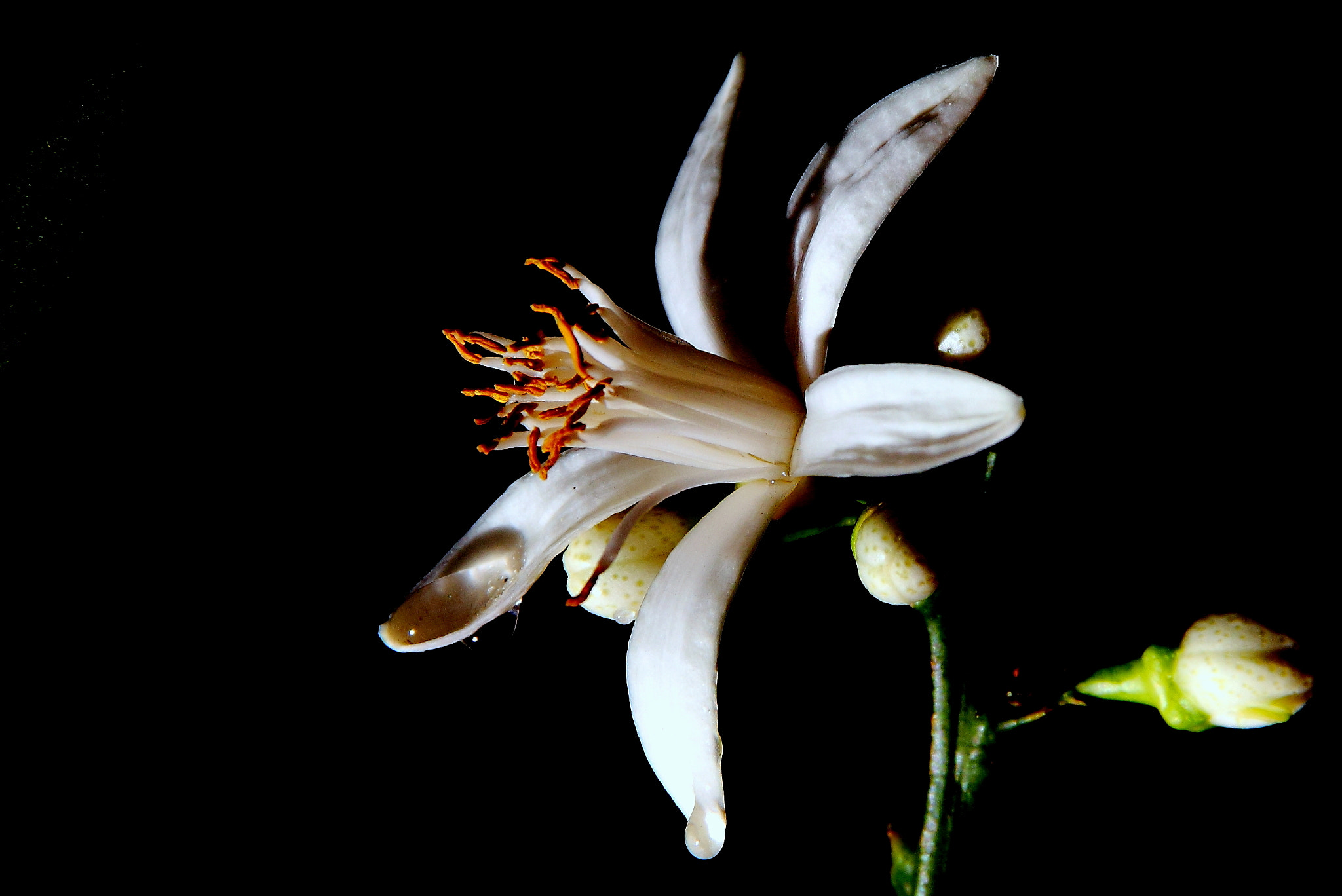 Canon EF-S 18-135mm F3.5-5.6 IS sample photo. Fiore bianco photography