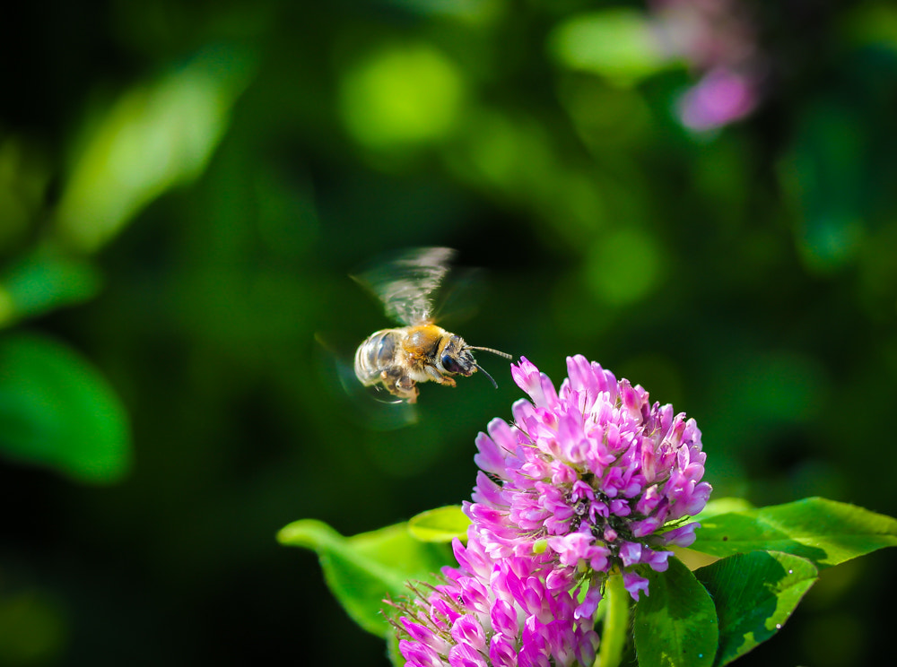 Canon EOS 550D (EOS Rebel T2i / EOS Kiss X4) sample photo. The landing bee photography
