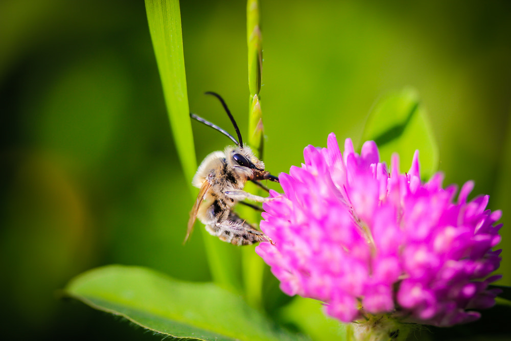 Canon EOS 550D (EOS Rebel T2i / EOS Kiss X4) sample photo. Sipping on nectar photography