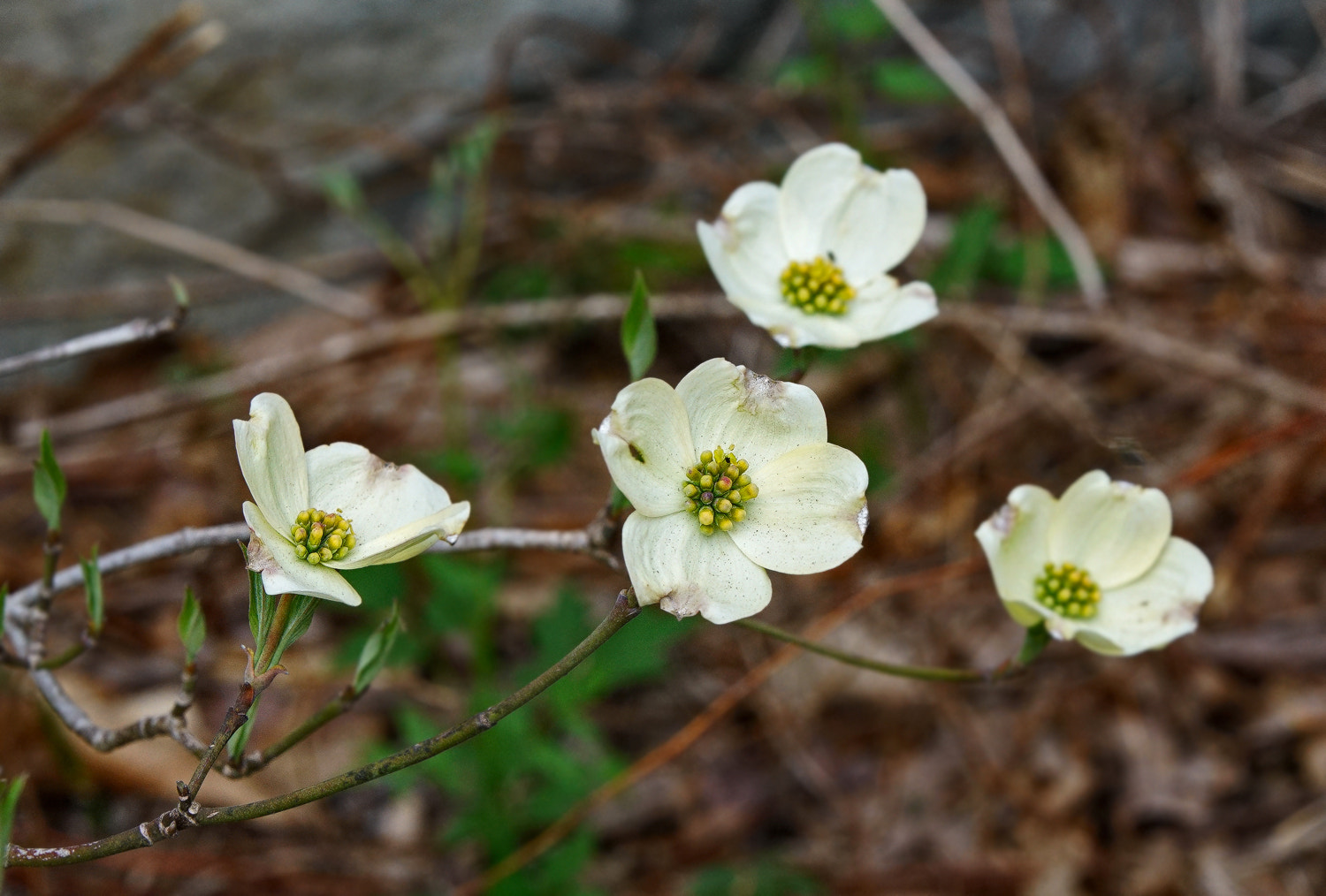 70-200mm F2.8 G SSM OSS II sample photo. Dogwood 2 photography