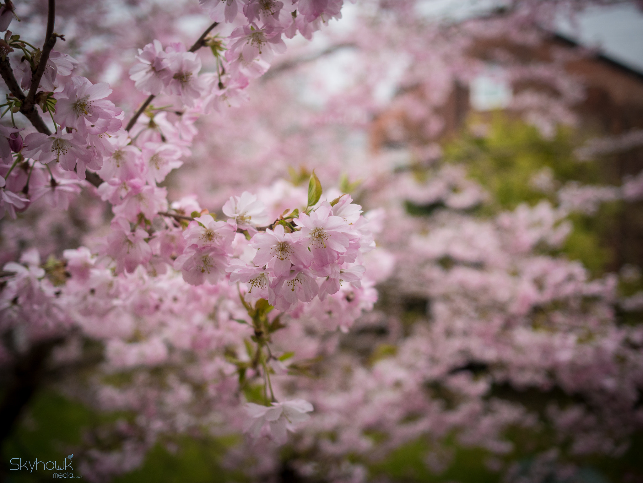 Panasonic Lumix DMC-G7 + Olympus M.Zuiko Digital 17mm F1.8 sample photo. Sakura photography