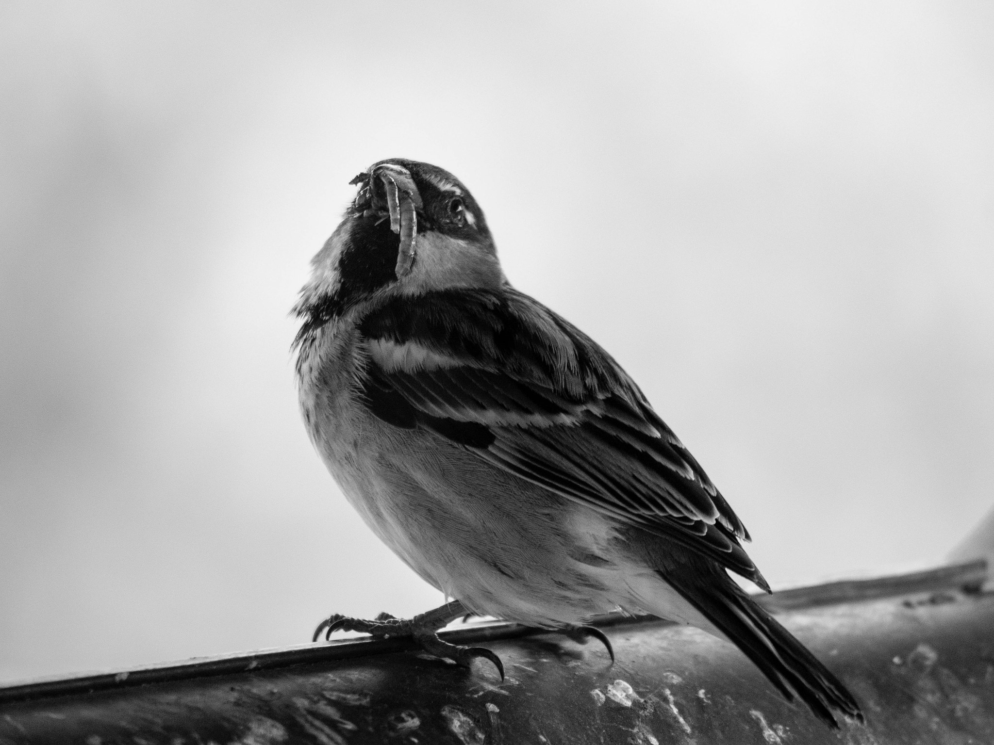 Panasonic Lumix DMC-GH4 sample photo. The early bird ... photography