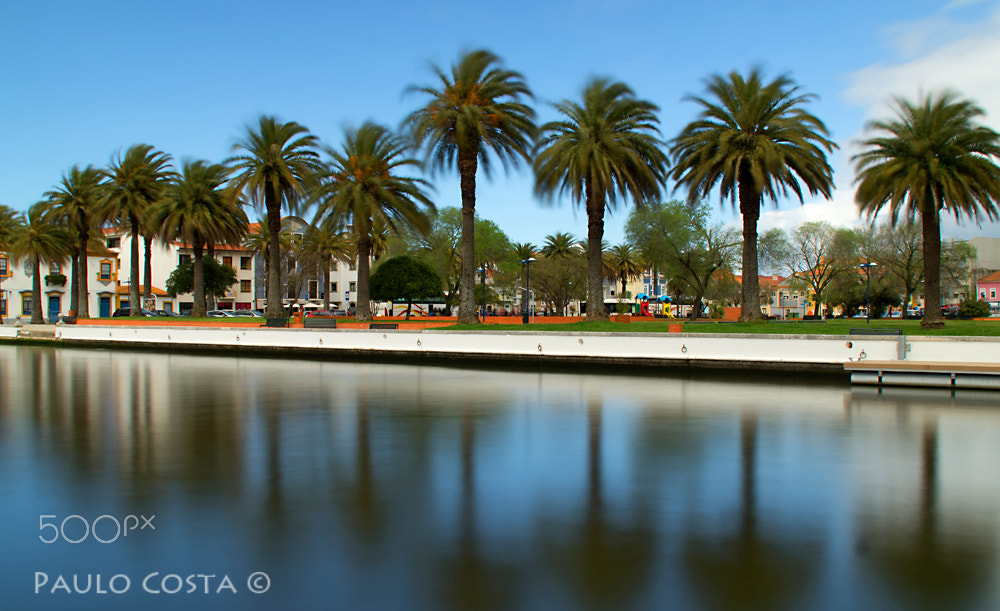 Tamron SP 24-70mm F2.8 Di VC USD sample photo. Palmeiras no rossio -aveiro photography