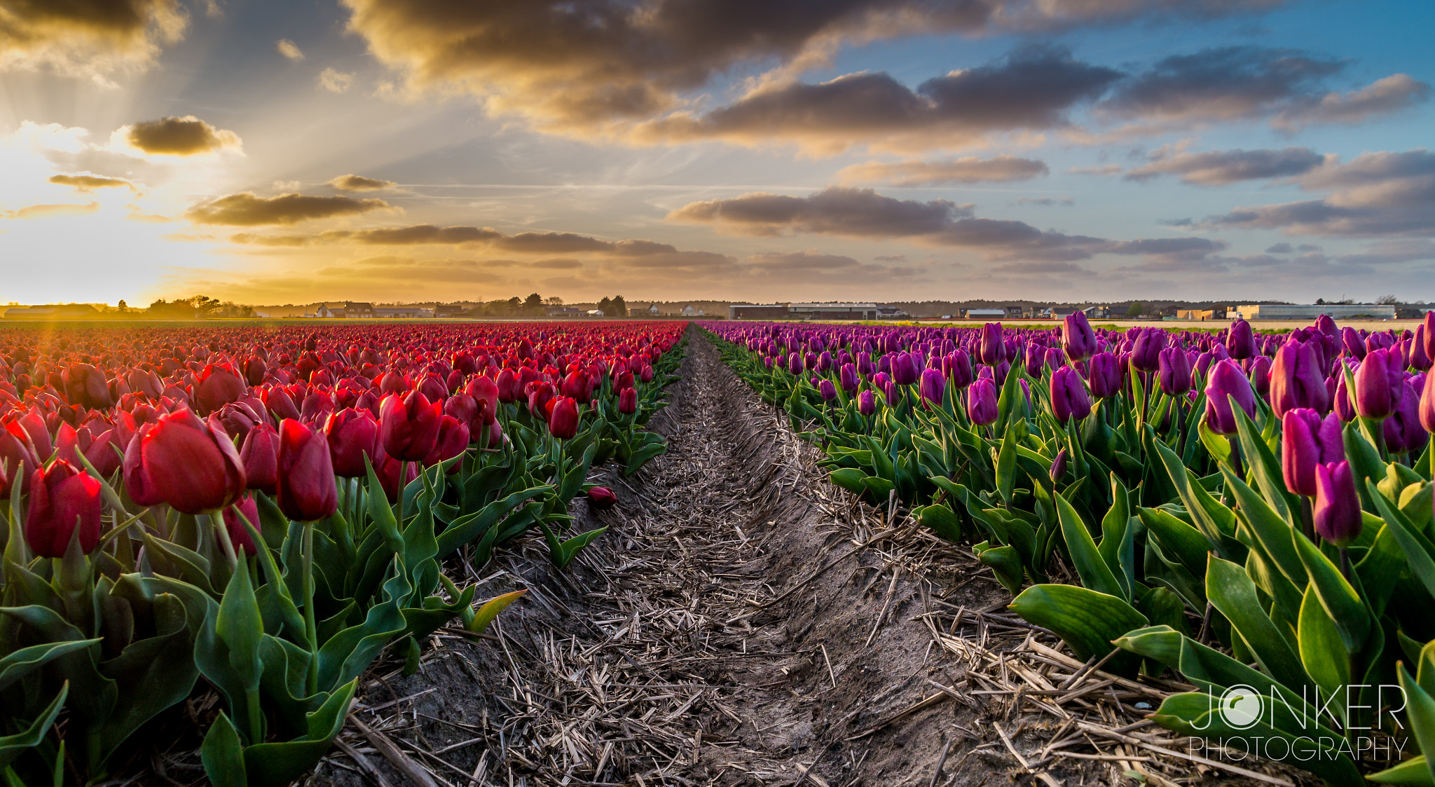 Tamron 18-270mm F3.5-6.3 Di II PZD sample photo. Flowerfield photography