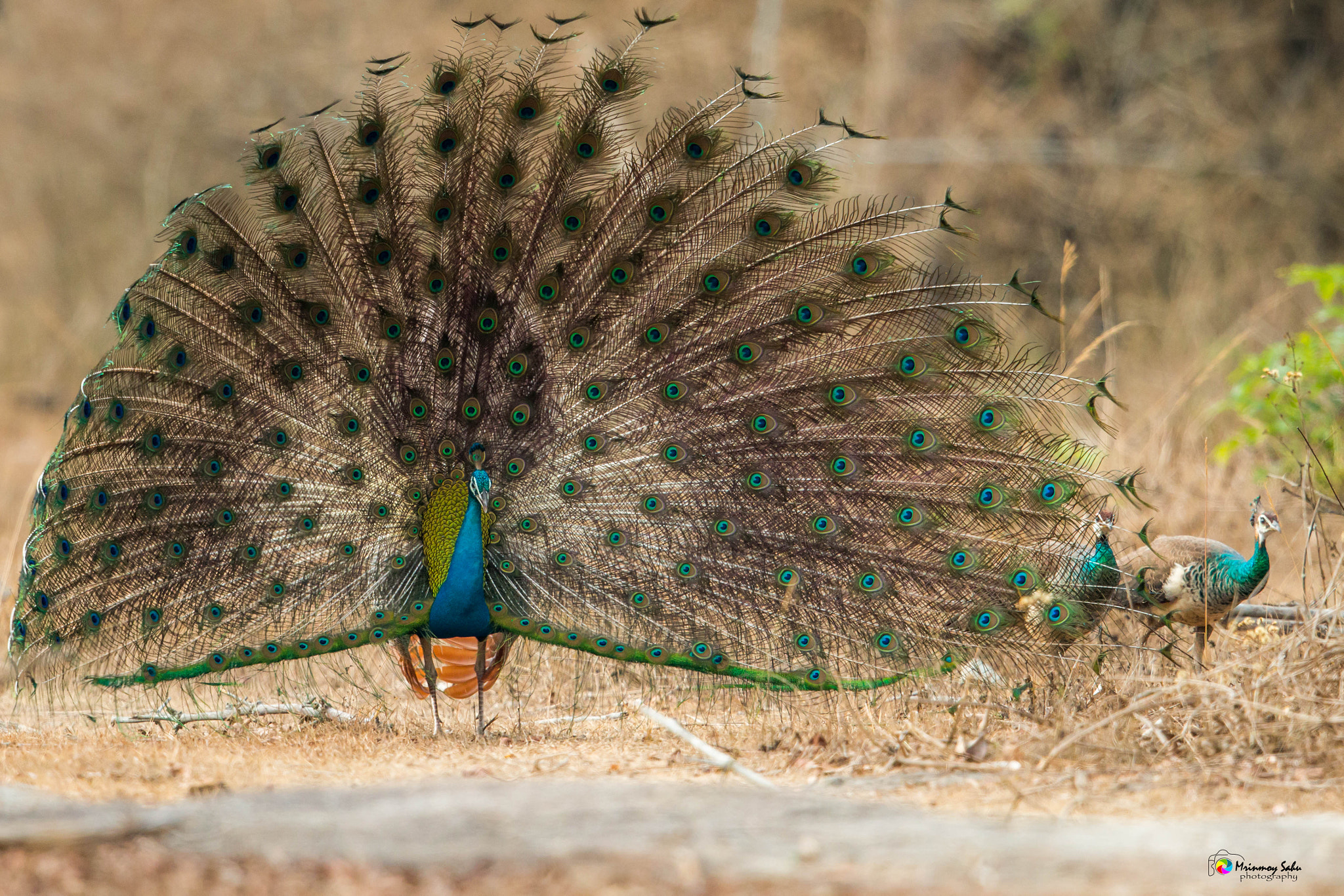 Canon EOS 70D + Canon EF 500mm F4L IS II USM sample photo. Peafowl photography