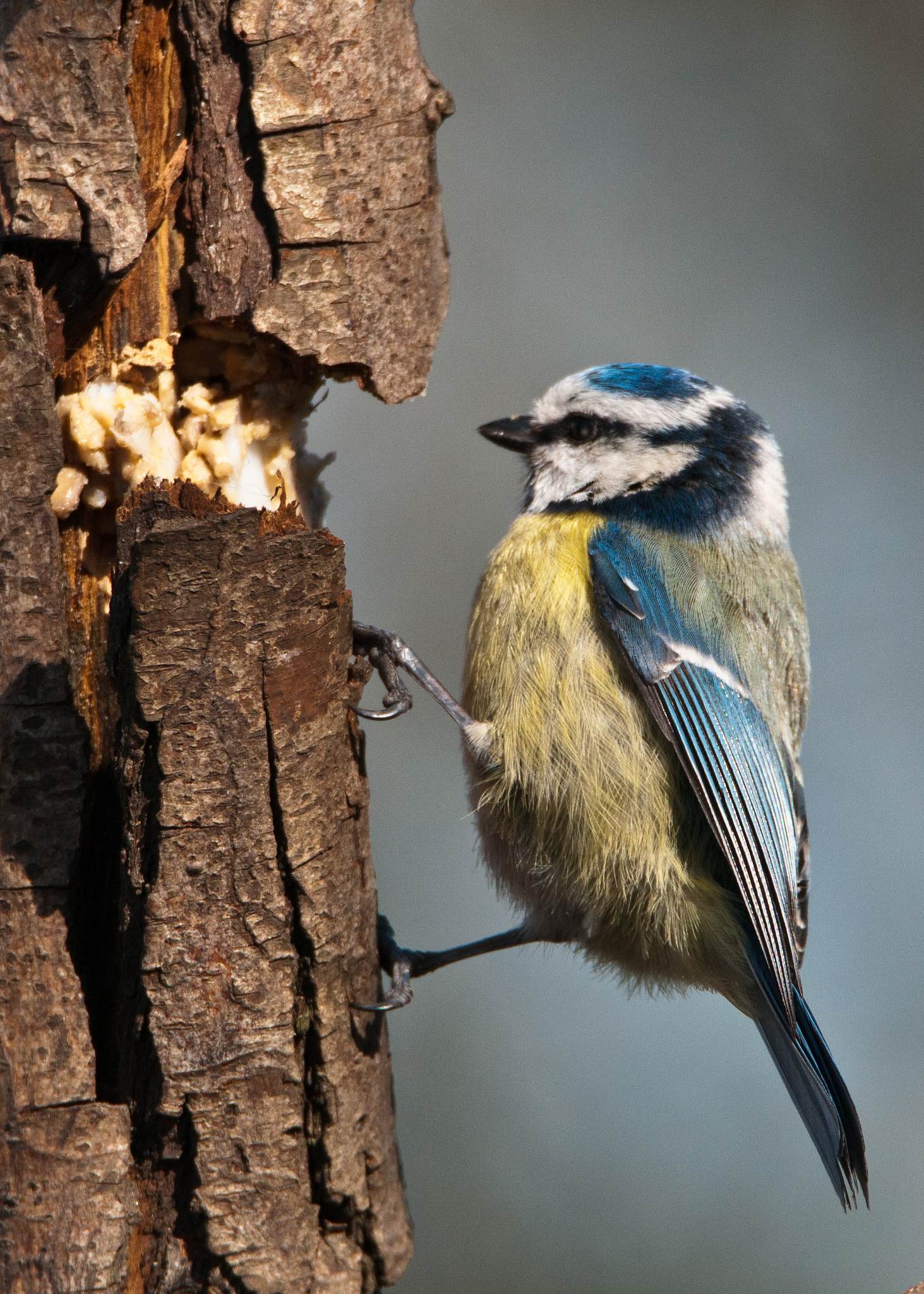 Nikon D300S sample photo. Blue tit photography
