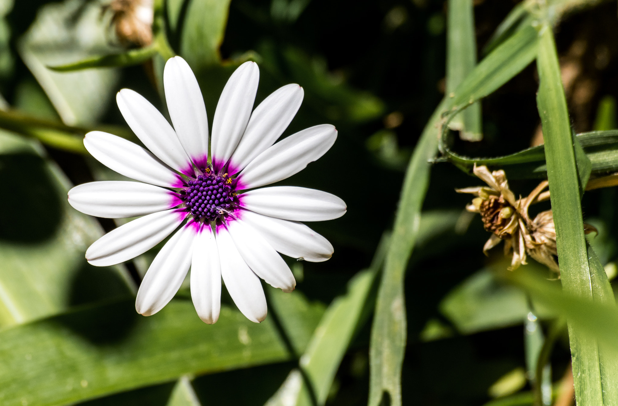 Sigma 70-300mm F4-5.6 APO DG Macro sample photo. Purple photography