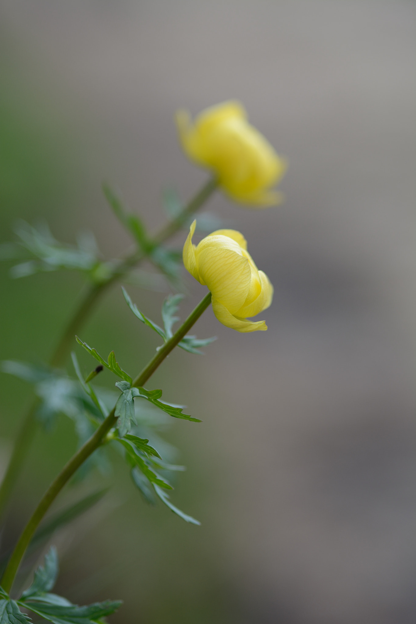 Nikon D7100 + Sigma 105mm F2.8 EX DG Macro sample photo. Botton d'oro photography