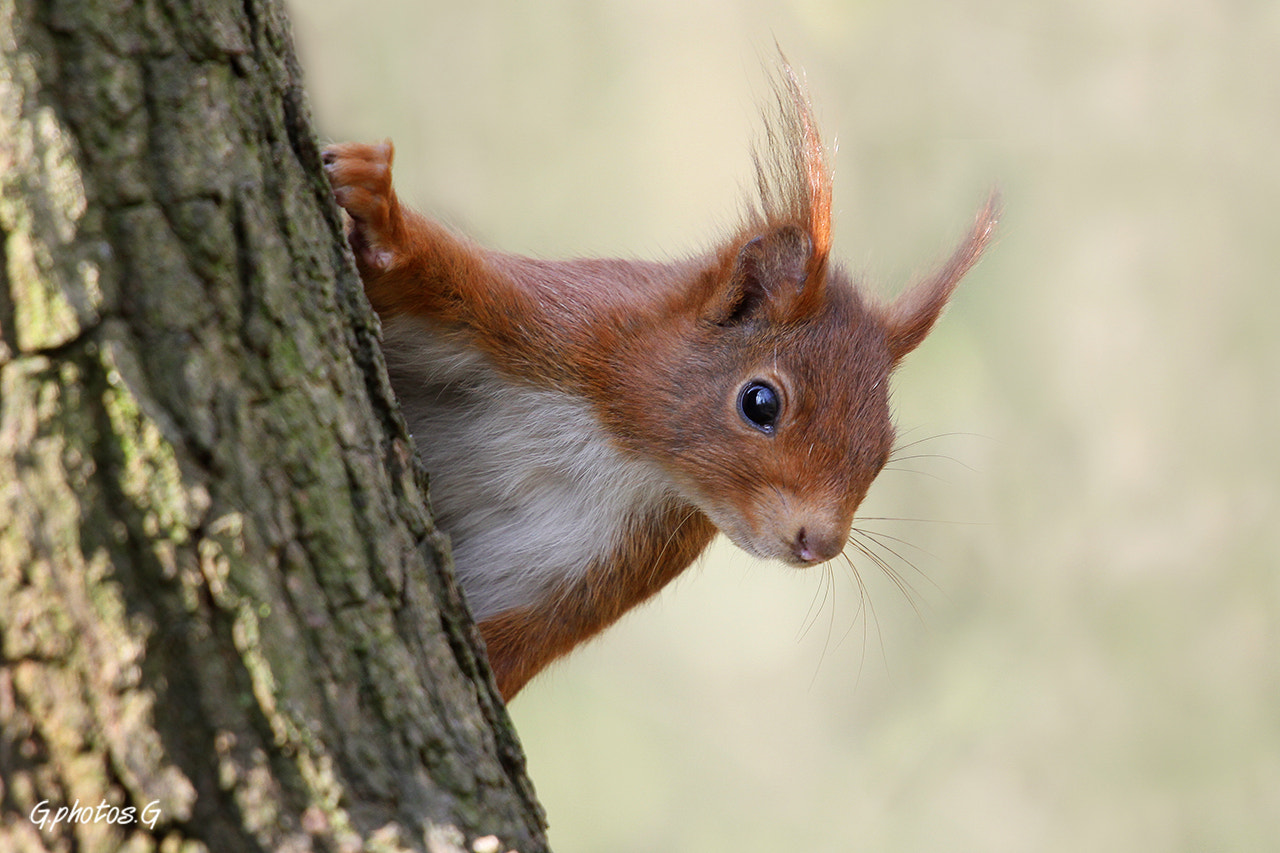 Canon EOS 50D + Canon EF 70-200mm F4L USM sample photo. Coucou, hello photography