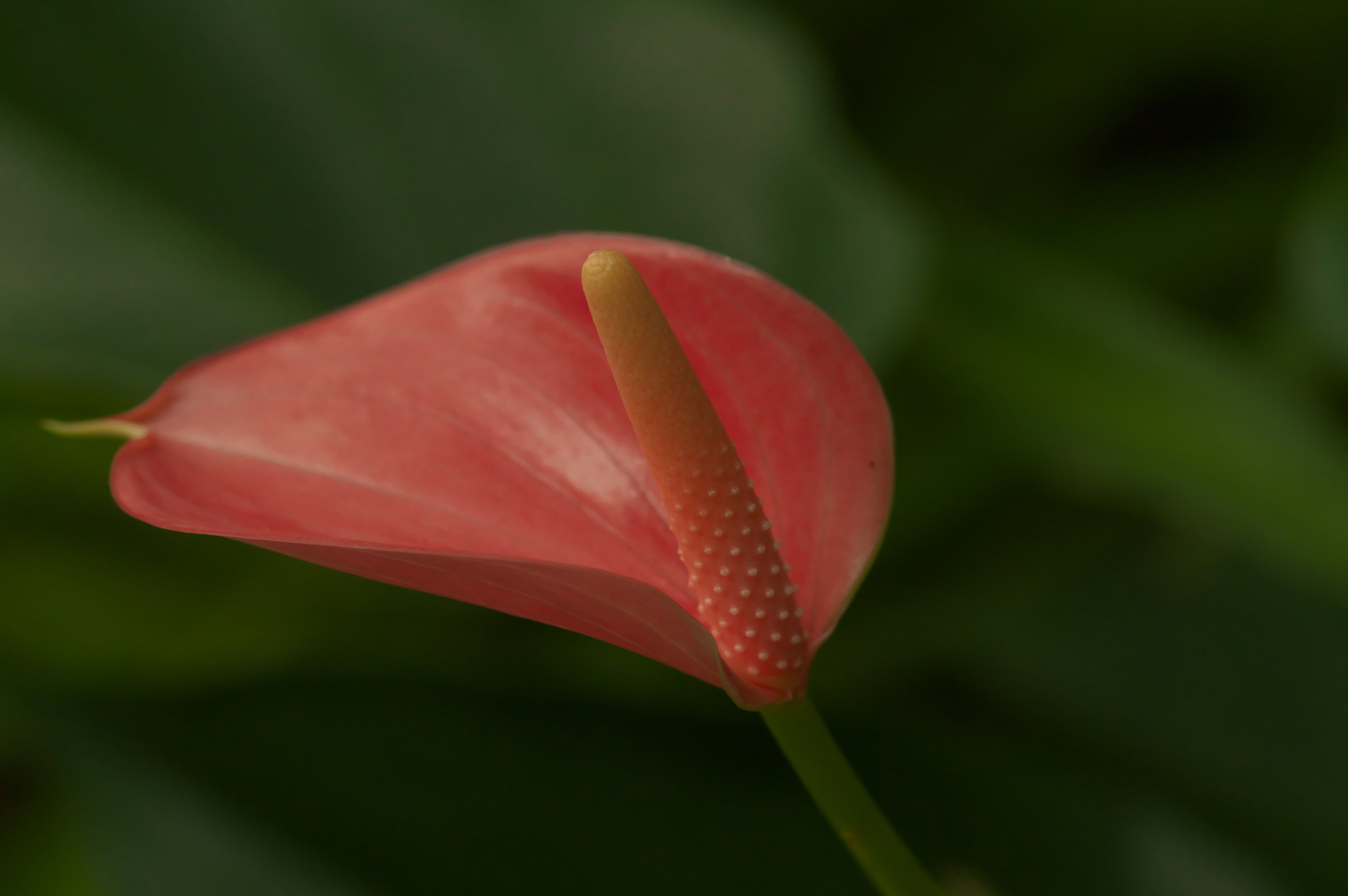 Pentax K-3 + Pentax smc D-FA 100mm F2.8 Macro WR sample photo. Windsail photography