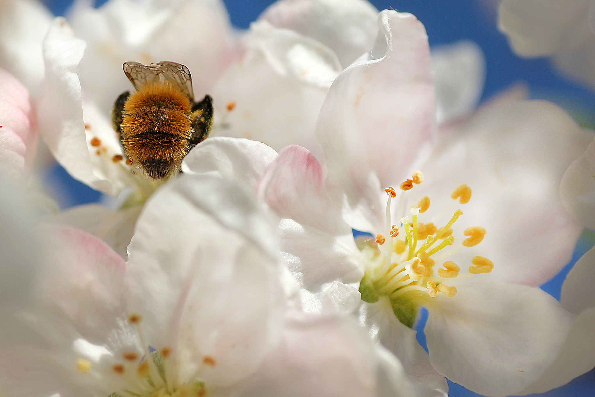 Canon EOS 60D + Tamron SP AF 90mm F2.8 Di Macro sample photo. Ich bin dann mal weg... photography