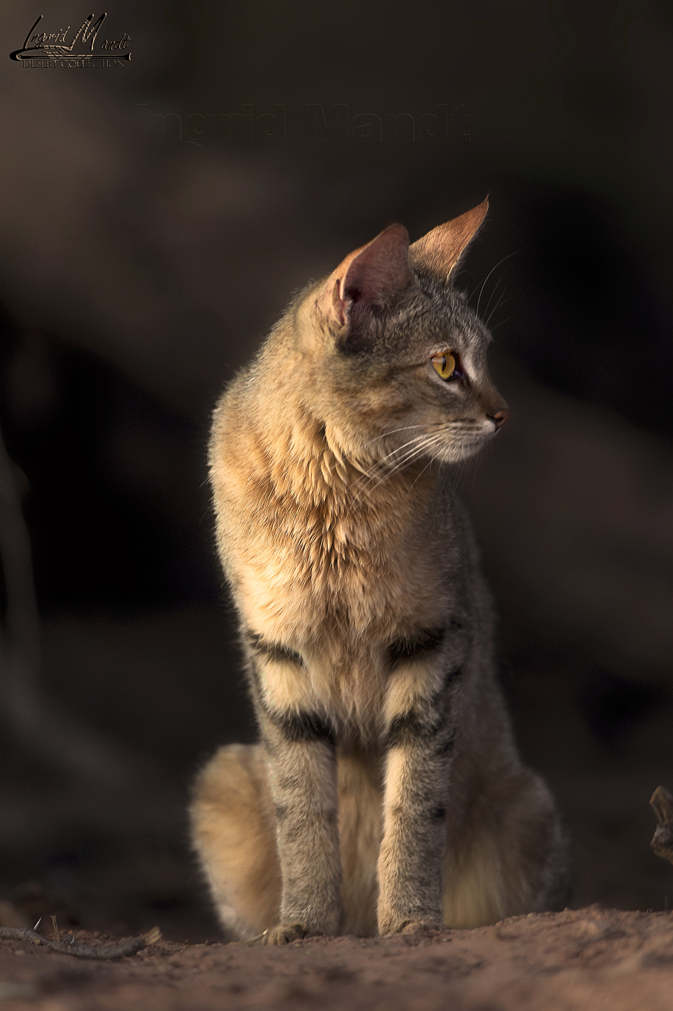 Nikon D4S + Nikon AF-S Nikkor 600mm F4G ED VR sample photo. African wildcat photography