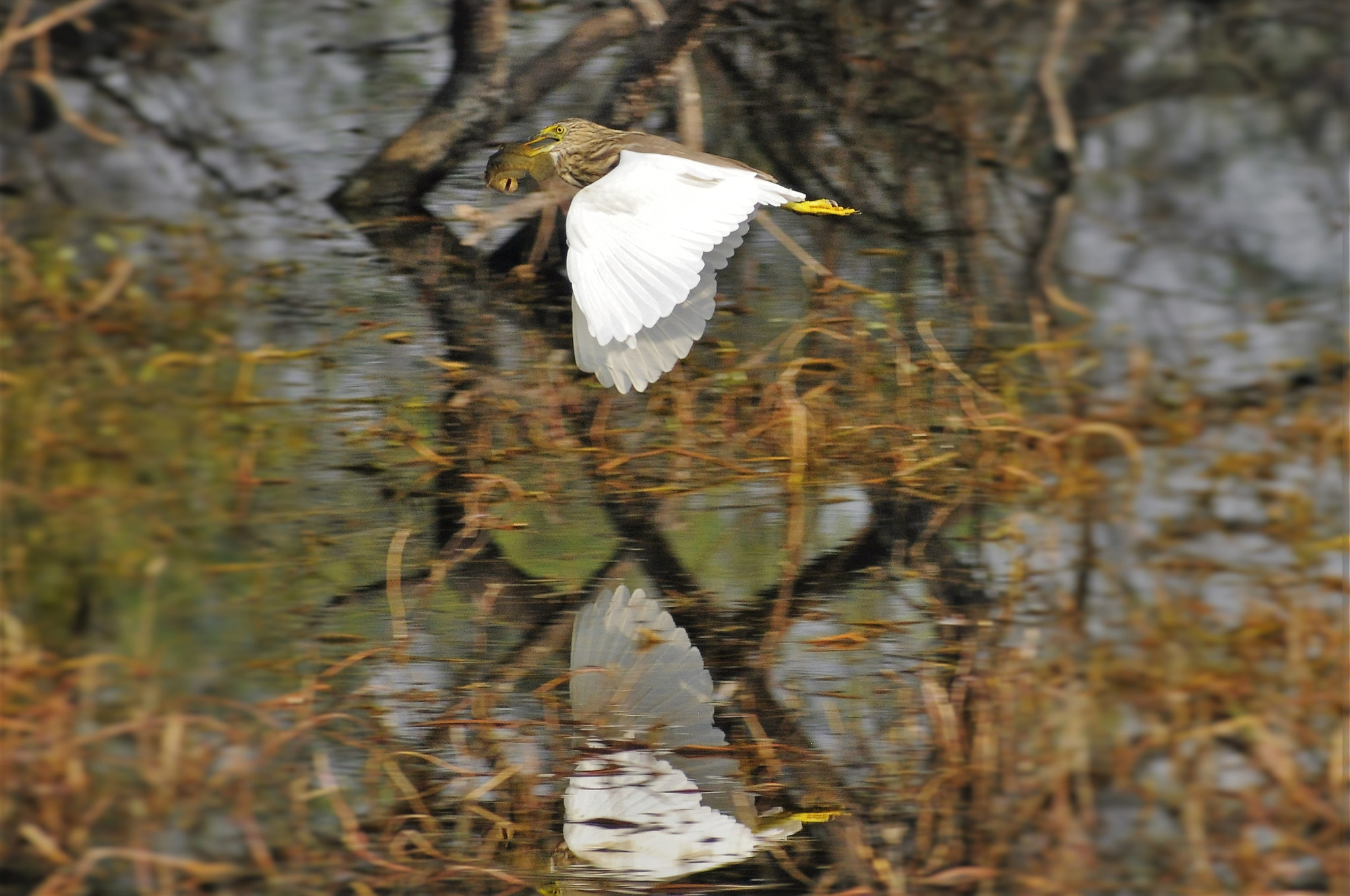 AF Zoom-Nikkor 70-300mm f/4-5.6D ED sample photo. Flying with the catch photography
