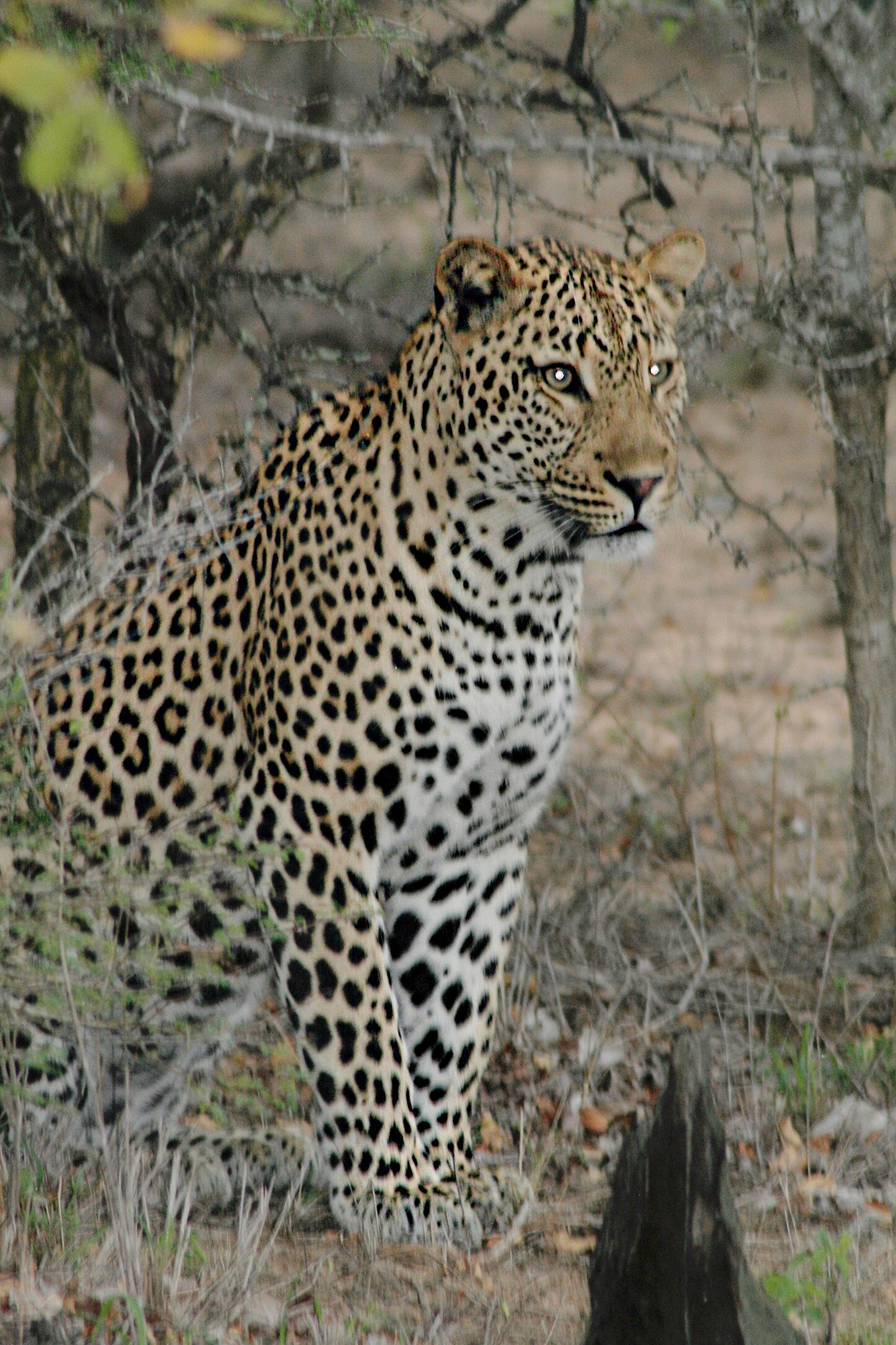 Canon EOS 350D (EOS Digital Rebel XT / EOS Kiss Digital N) sample photo. Stunning leopard in natural habitat photography