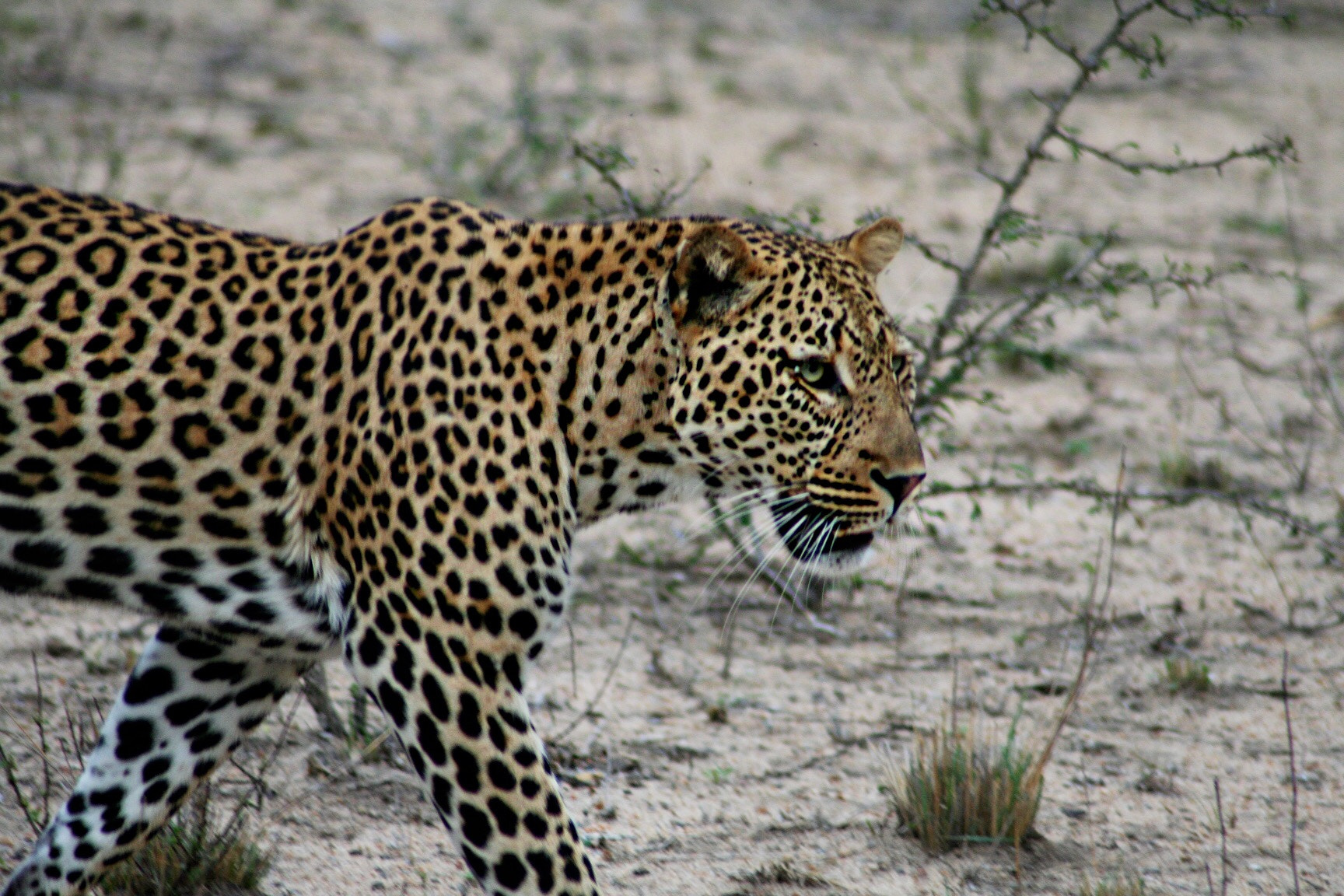 Canon EOS 350D (EOS Digital Rebel XT / EOS Kiss Digital N) sample photo. Stunning leopard in natural habitat photography