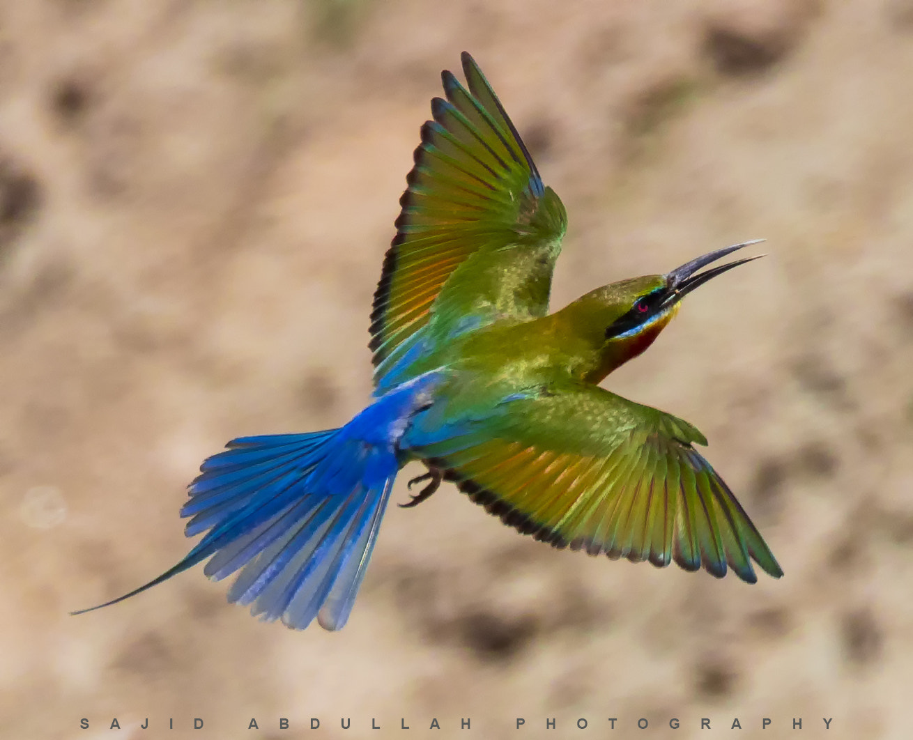 Canon EF 100-400mm F4.5-5.6L IS II USM sample photo. Blue tailed bee eater photography