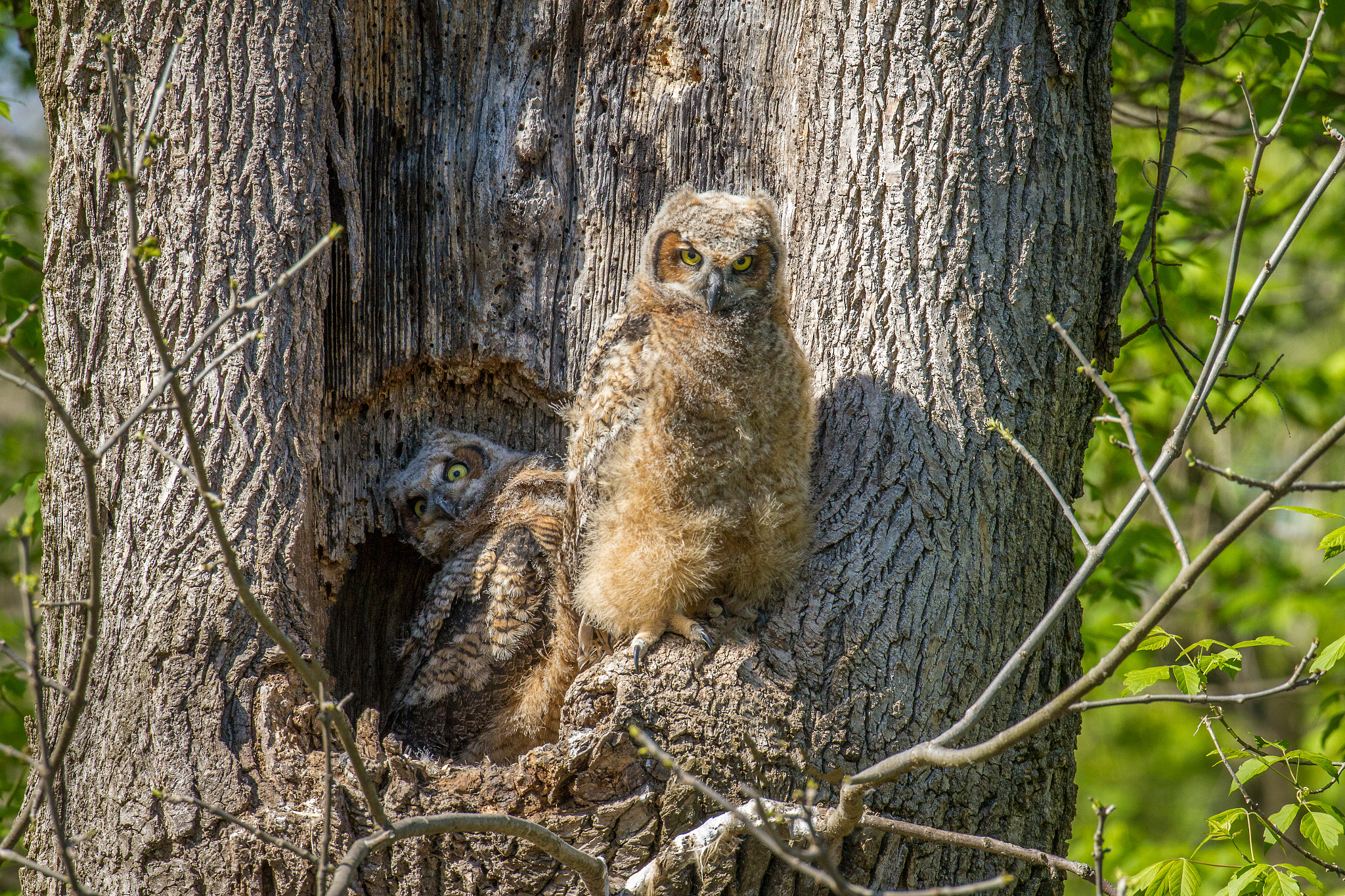 Canon EF 100-400mm F4.5-5.6L IS II USM sample photo. Cooky little owlets photography