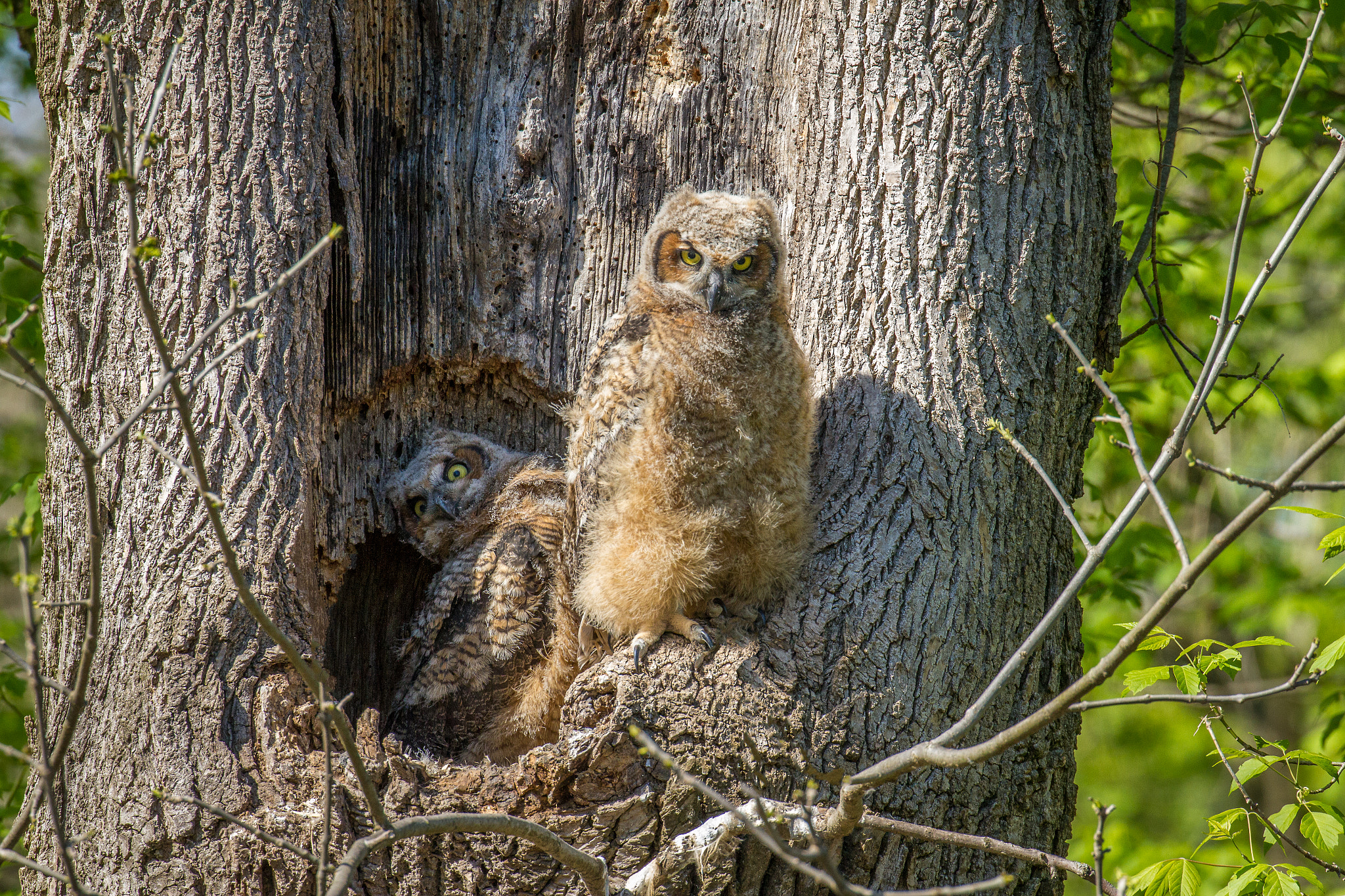 Canon EOS 7D + Canon EF 100-400mm F4.5-5.6L IS II USM sample photo. Cooky little owlets photography