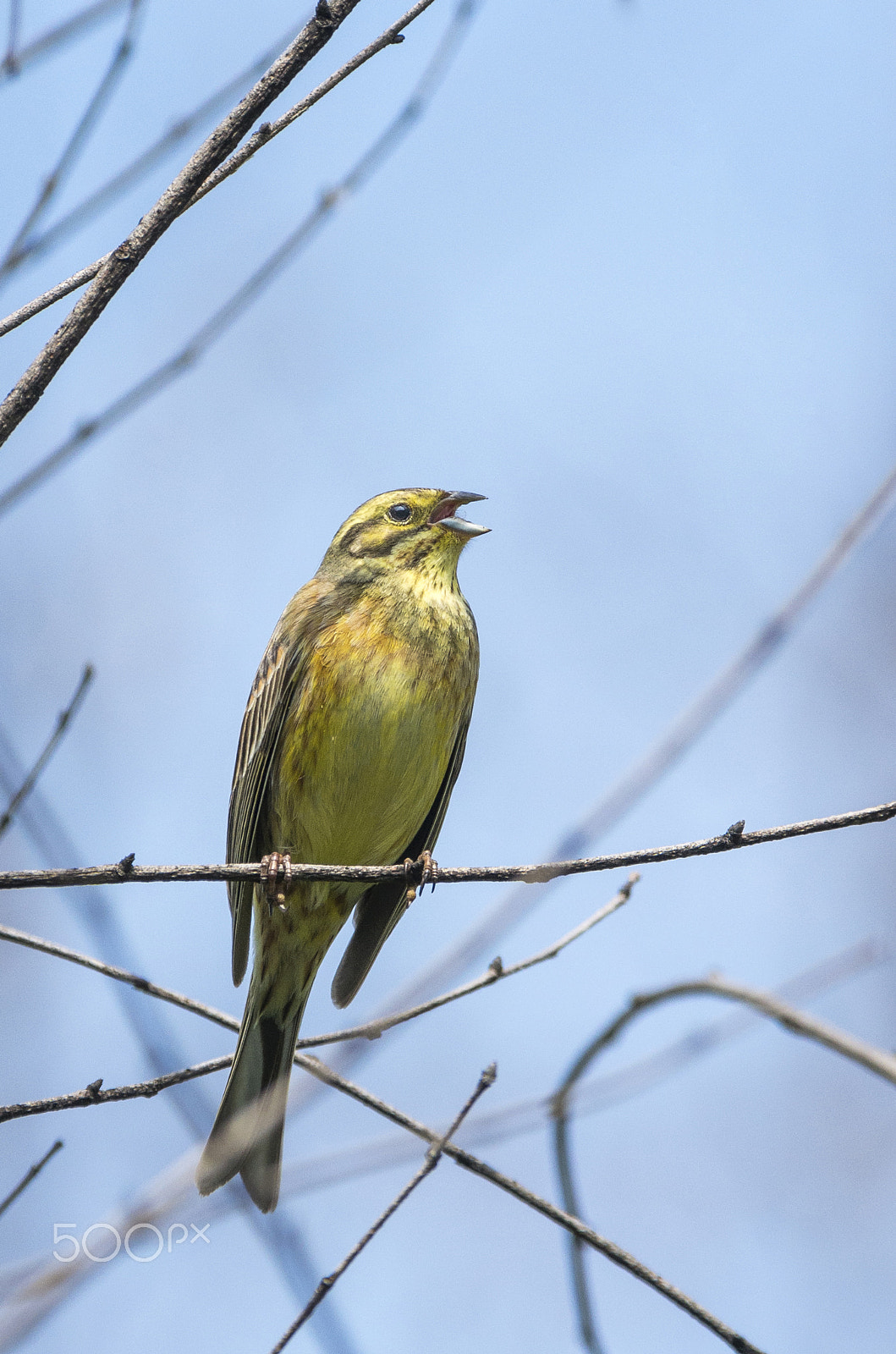 Pentax smc DA* 300mm F4.0 ED (IF) SDM sample photo. Yellowhammer photography