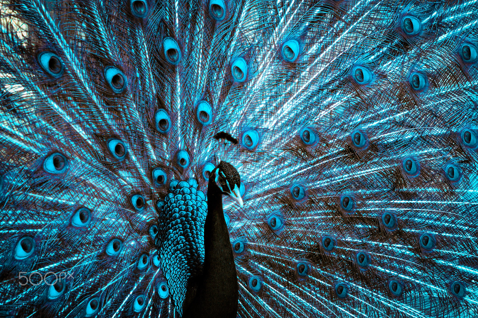 Nikon D300S sample photo. Peacock infrared photography