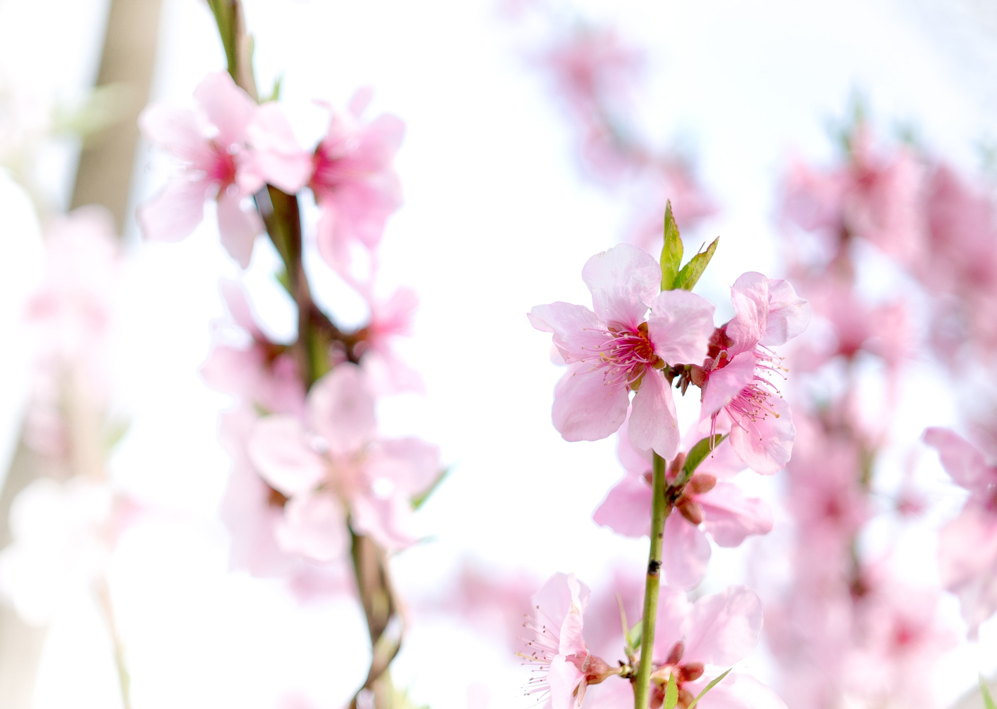 E 32mm F1.8 sample photo