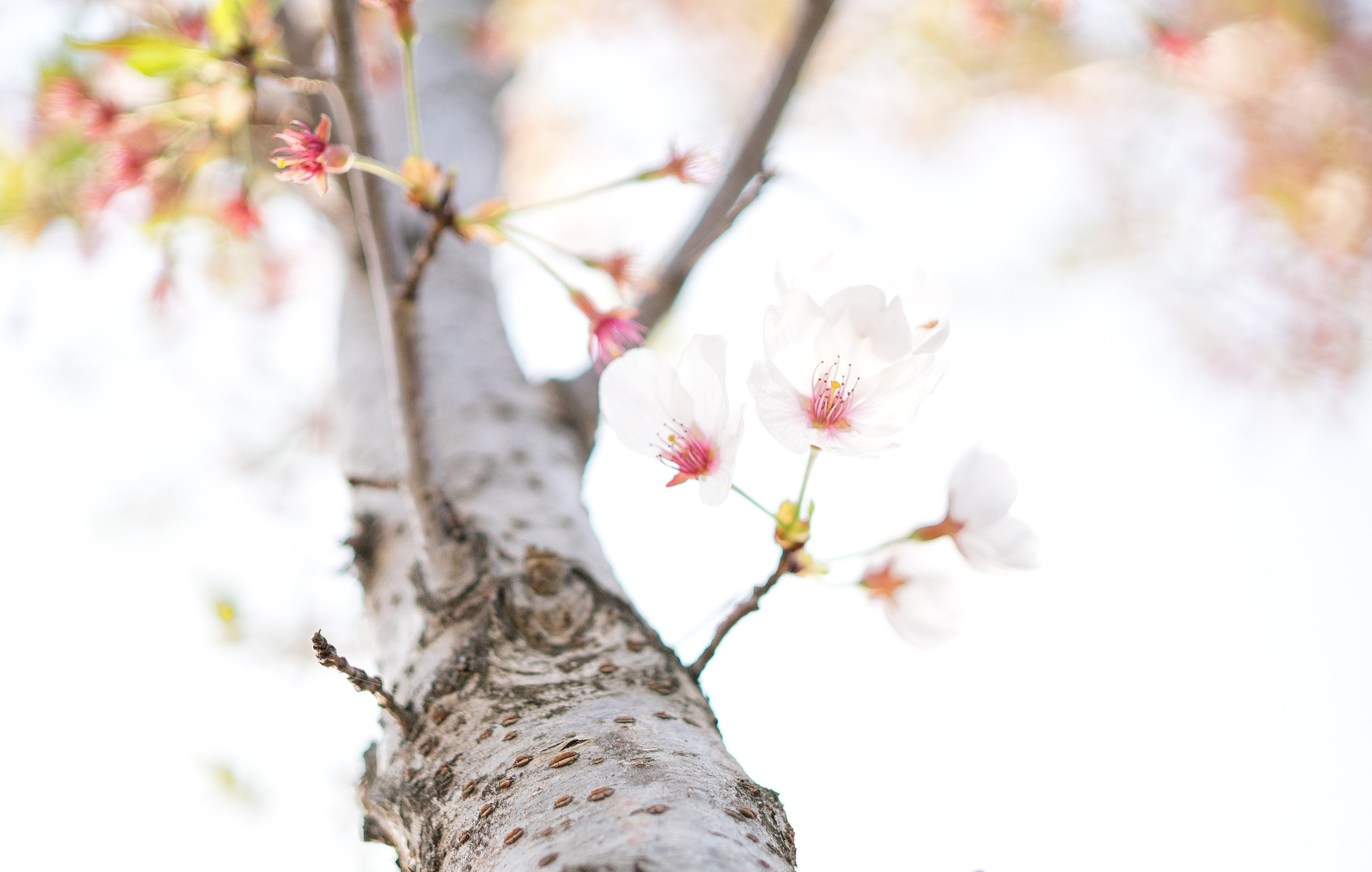E 32mm F1.8 sample photo