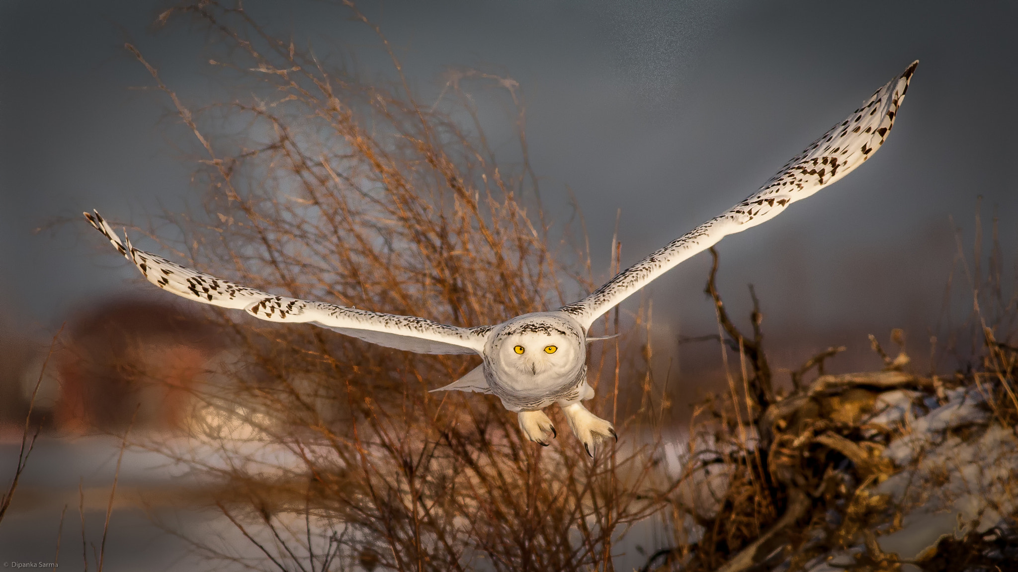 Canon EOS 5D Mark II + Canon EF 400mm F5.6L USM sample photo. Snowy owl - head on! photography