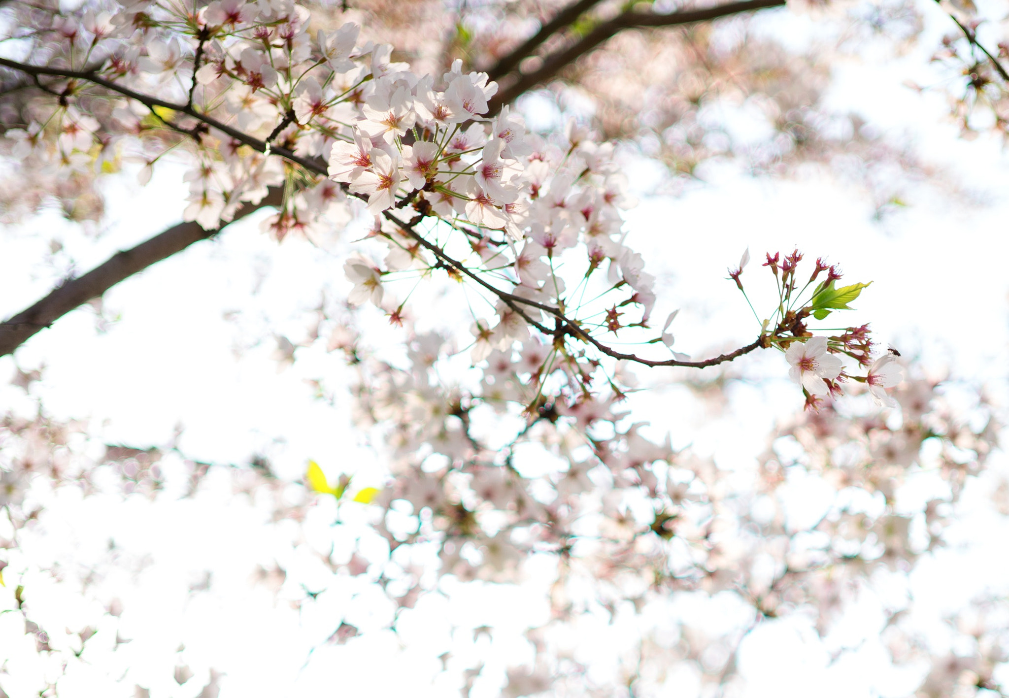 E 32mm F1.8 sample photo. Untitled photography