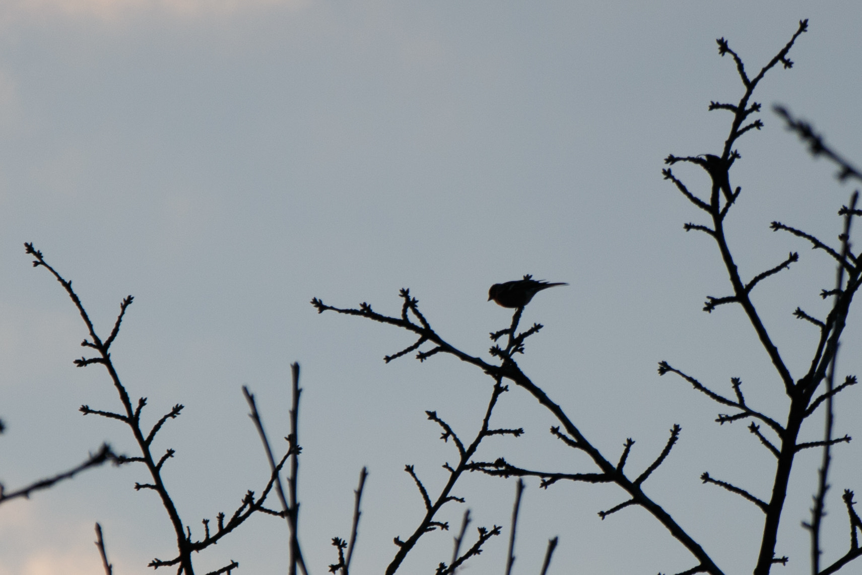 Canon EOS 70D + Canon EF 500mm F4L IS USM sample photo. Bird photography