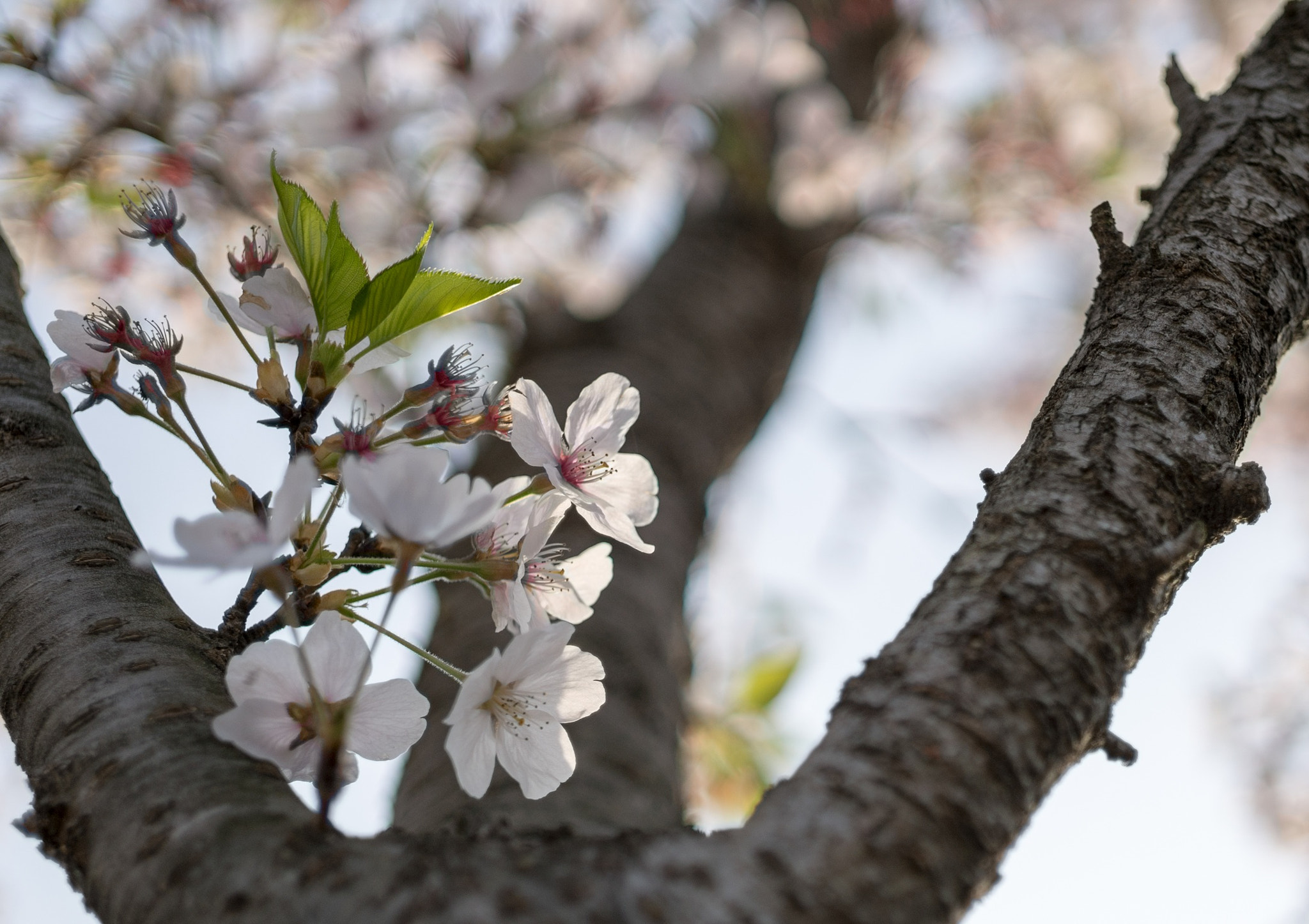 E 32mm F1.8 sample photo