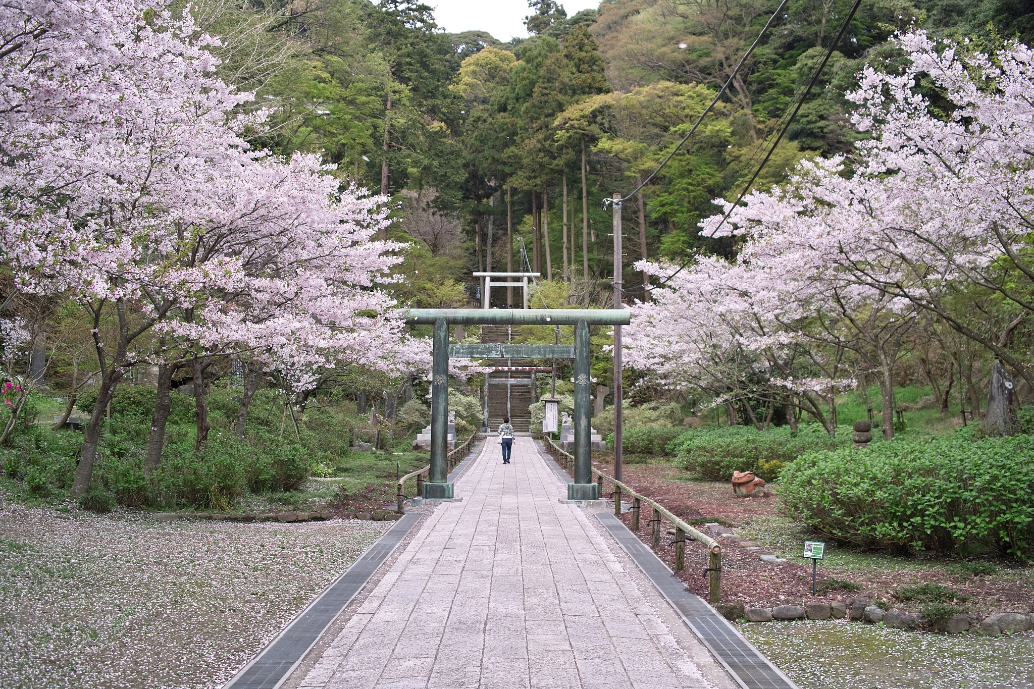 Sigma DP2x sample photo. Flower road photography