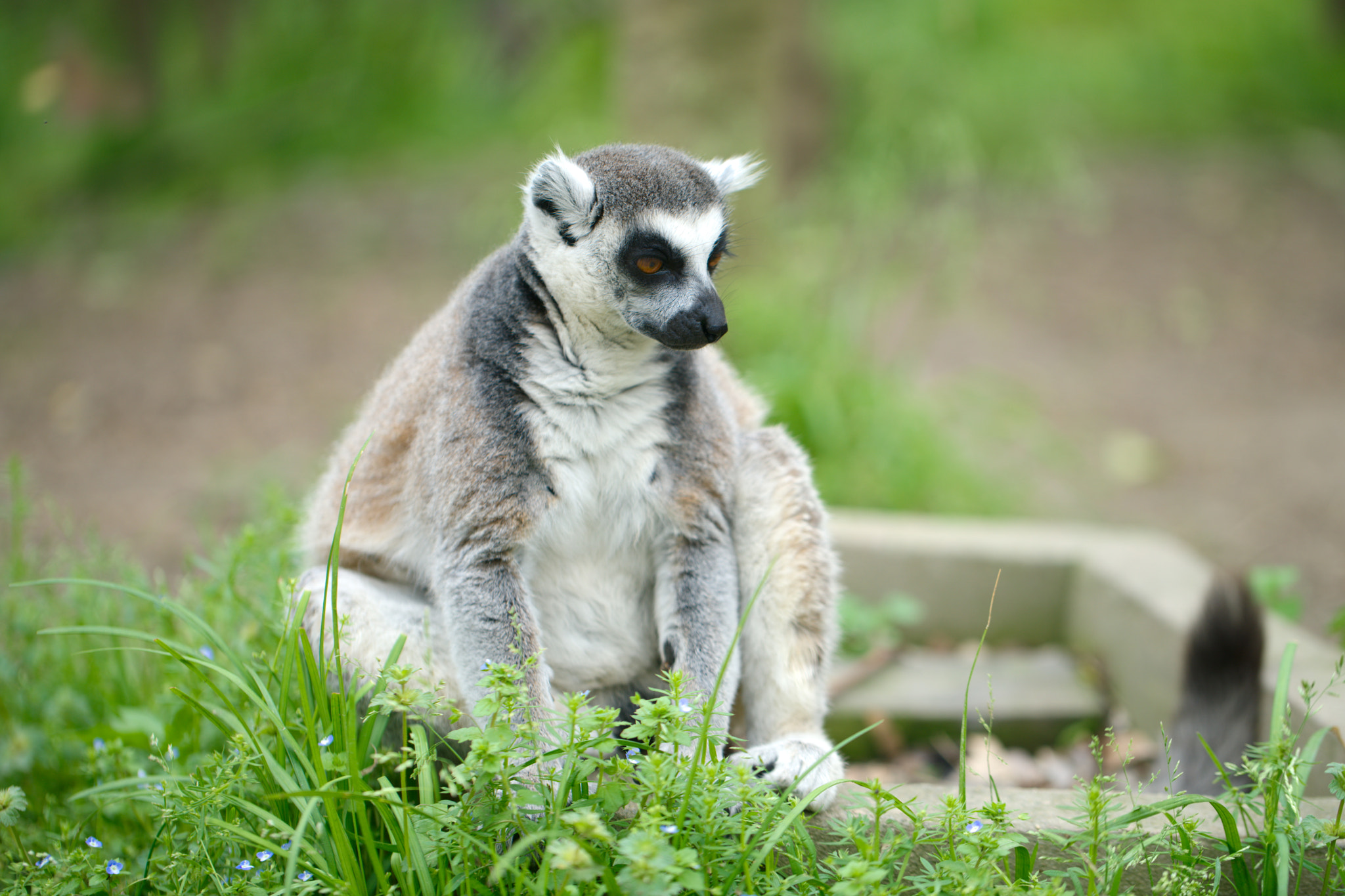 Sony a7R II + Canon EF 100mm F2.8L Macro IS USM sample photo. Lemur catta photography